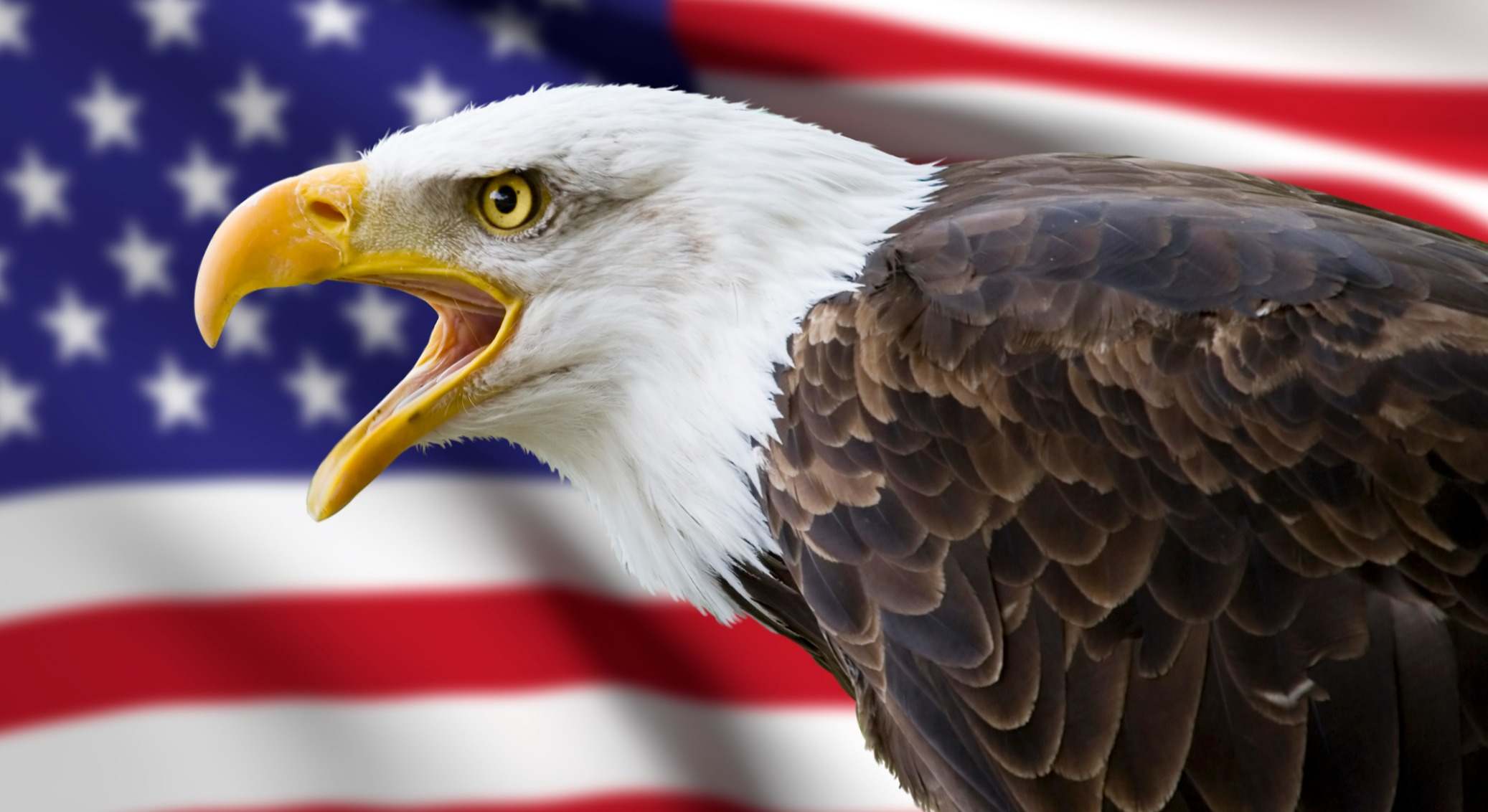 Halcón sobre la bandera de EEUU
