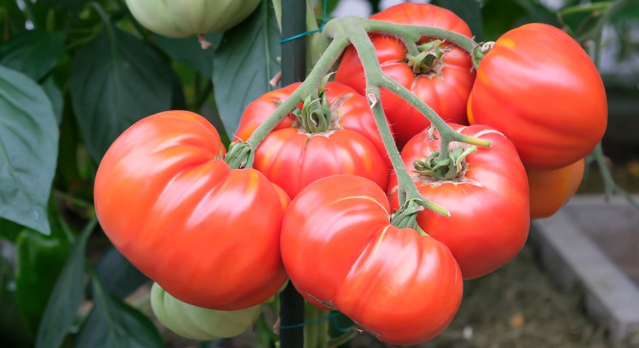 Tomates en la planta