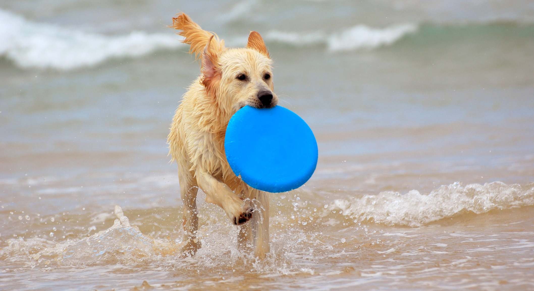perro en una playa