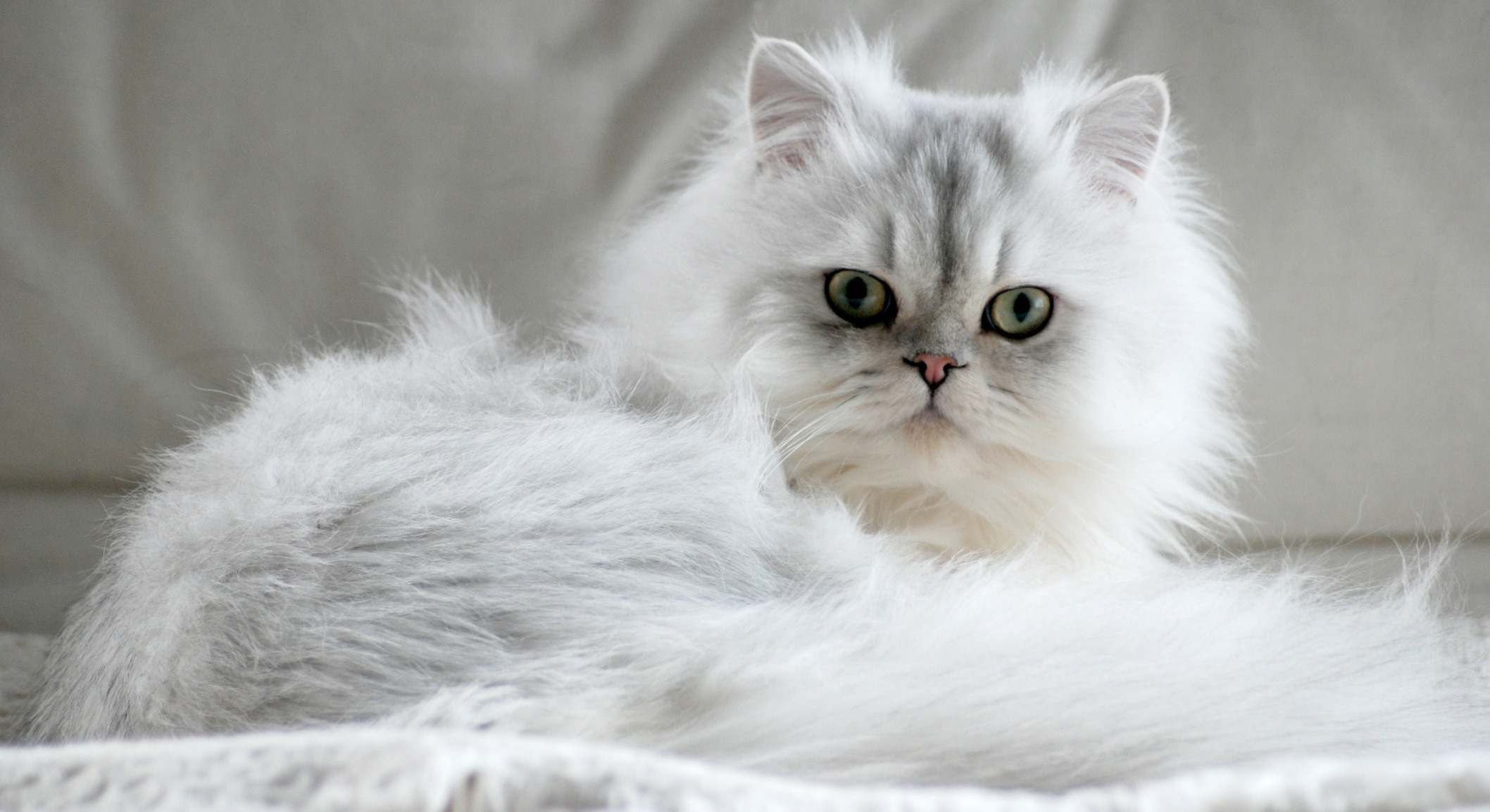 Gato persa. / Foto: iStock