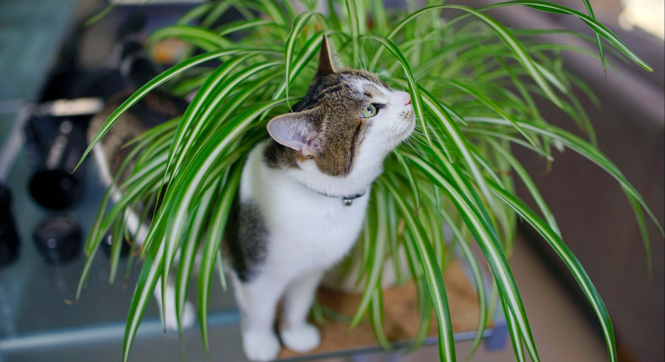 Un gato junto a una planta dentro del hogar. / Foto: iStock