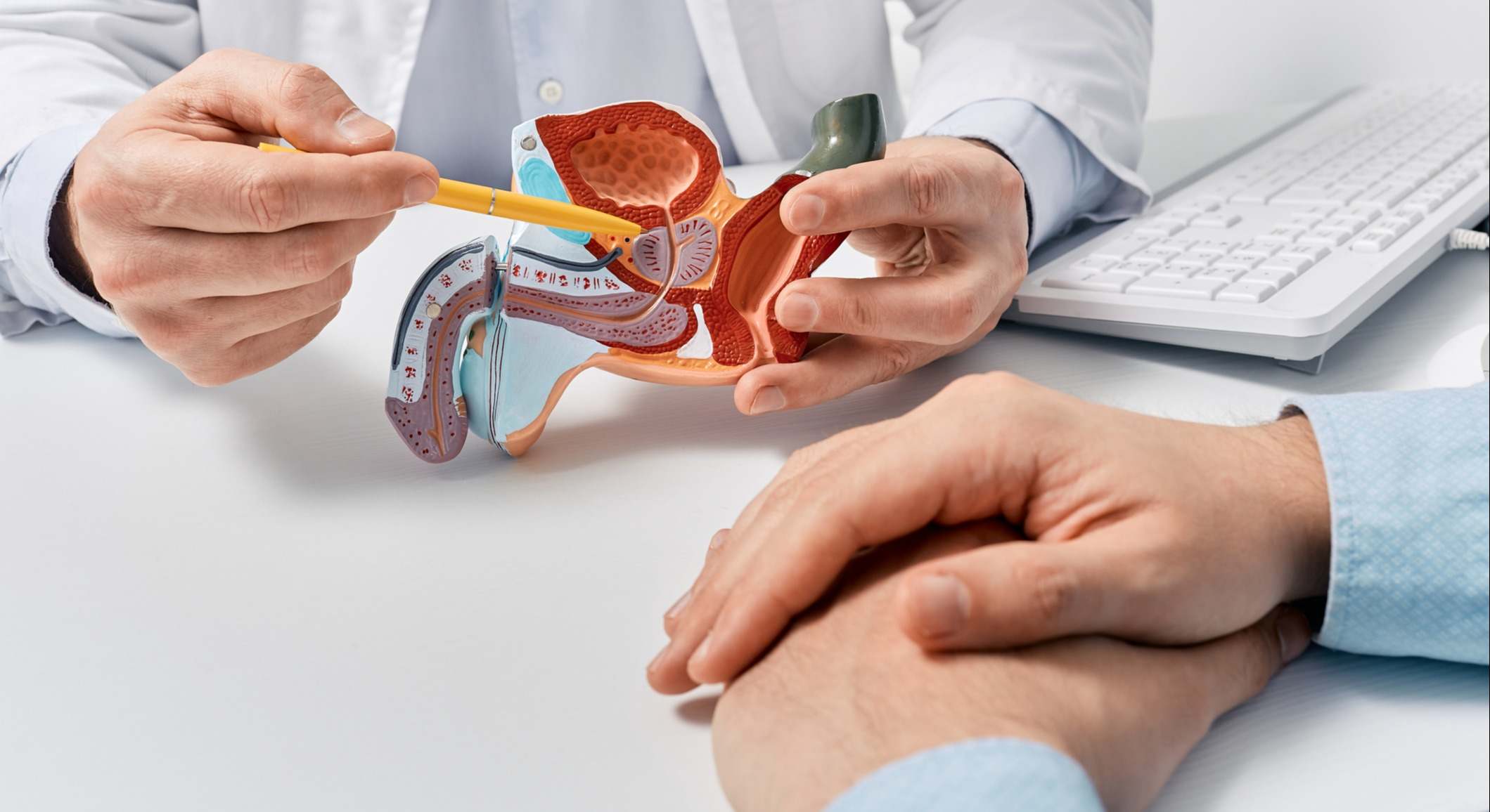 Modelo anatómico del sistema reproductor masculino en las manos de los médicos