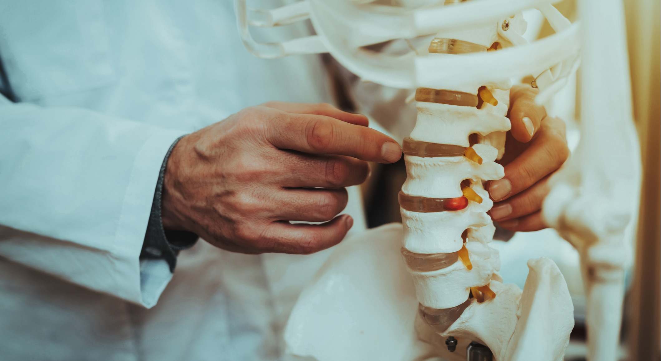 Médico sosteniendo y mostrando vértebras en esqueleto