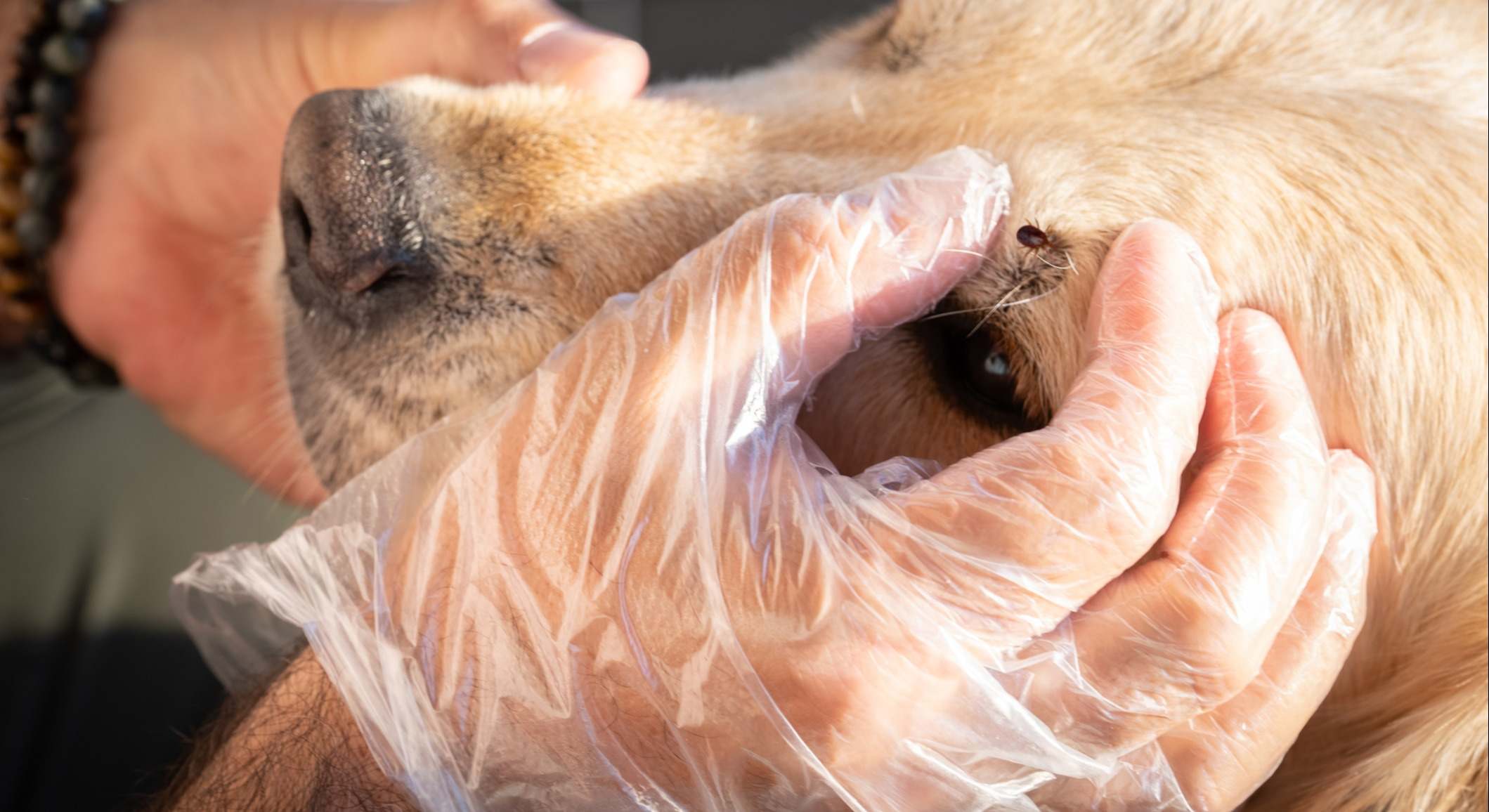 Veterinario quitando una garrapata de perro golden retriever
