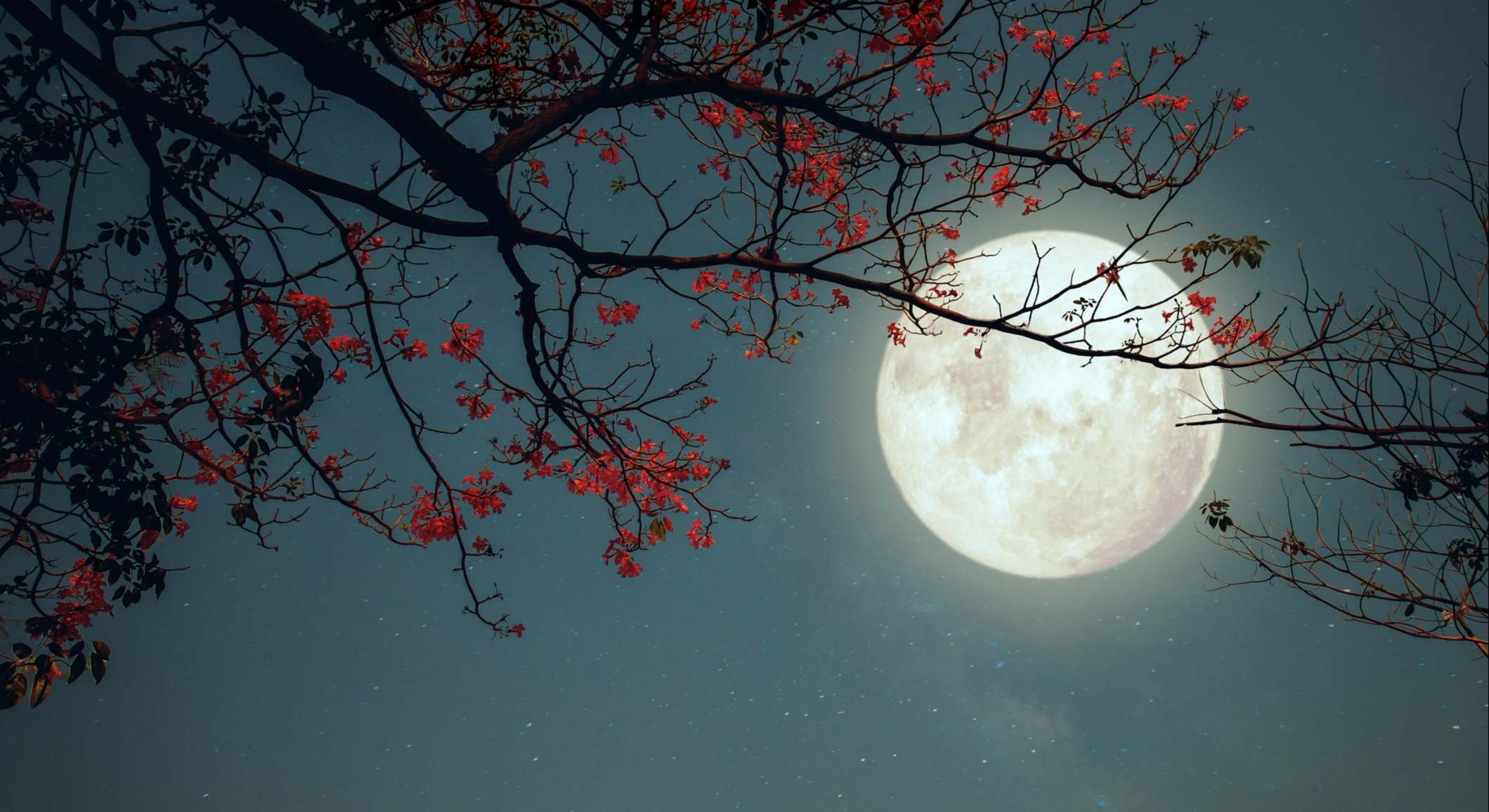 Luna llena de mayo 2025: 'Luna de las Flores'. / Foto: iStock