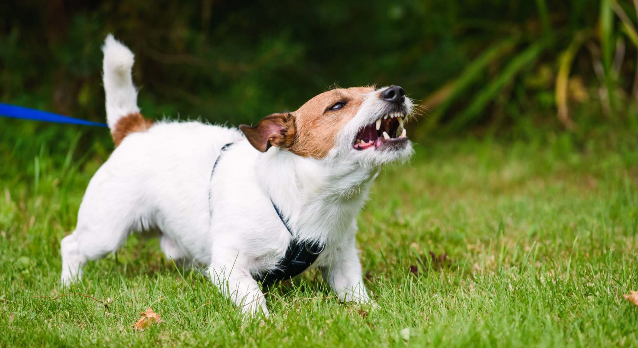 Un perro ladrando. / Foto: iStock