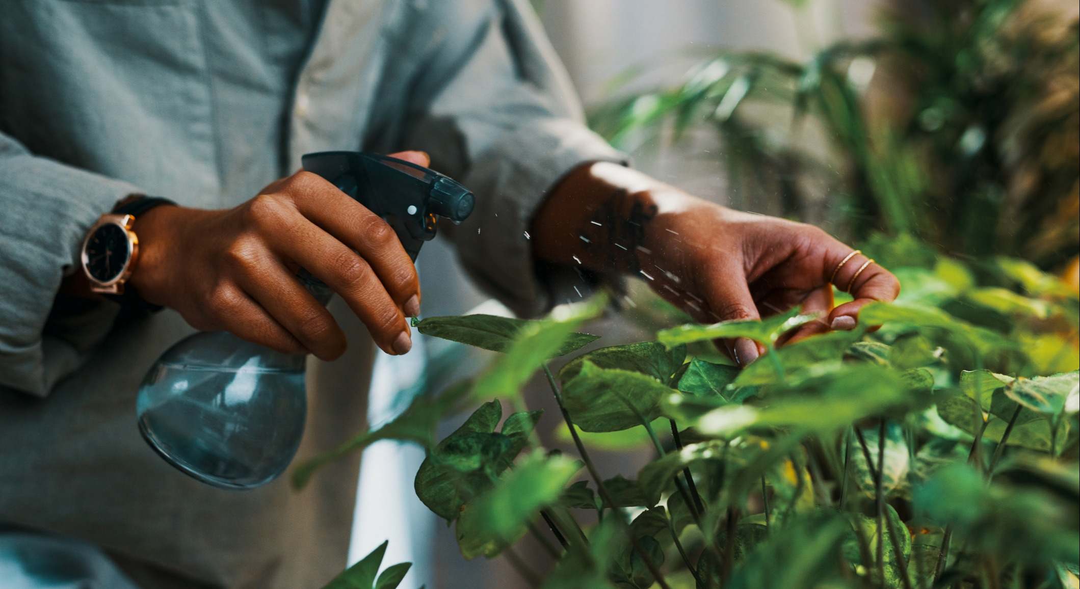 Abono para las plantas