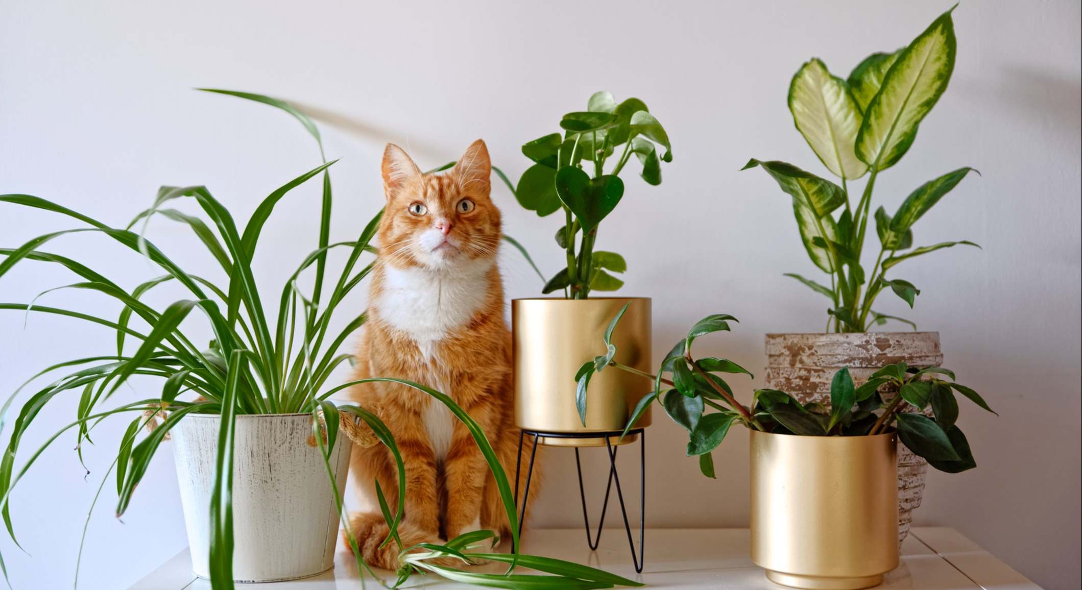 Un gato junto a las plantas en el hogar. / Foto: iStock