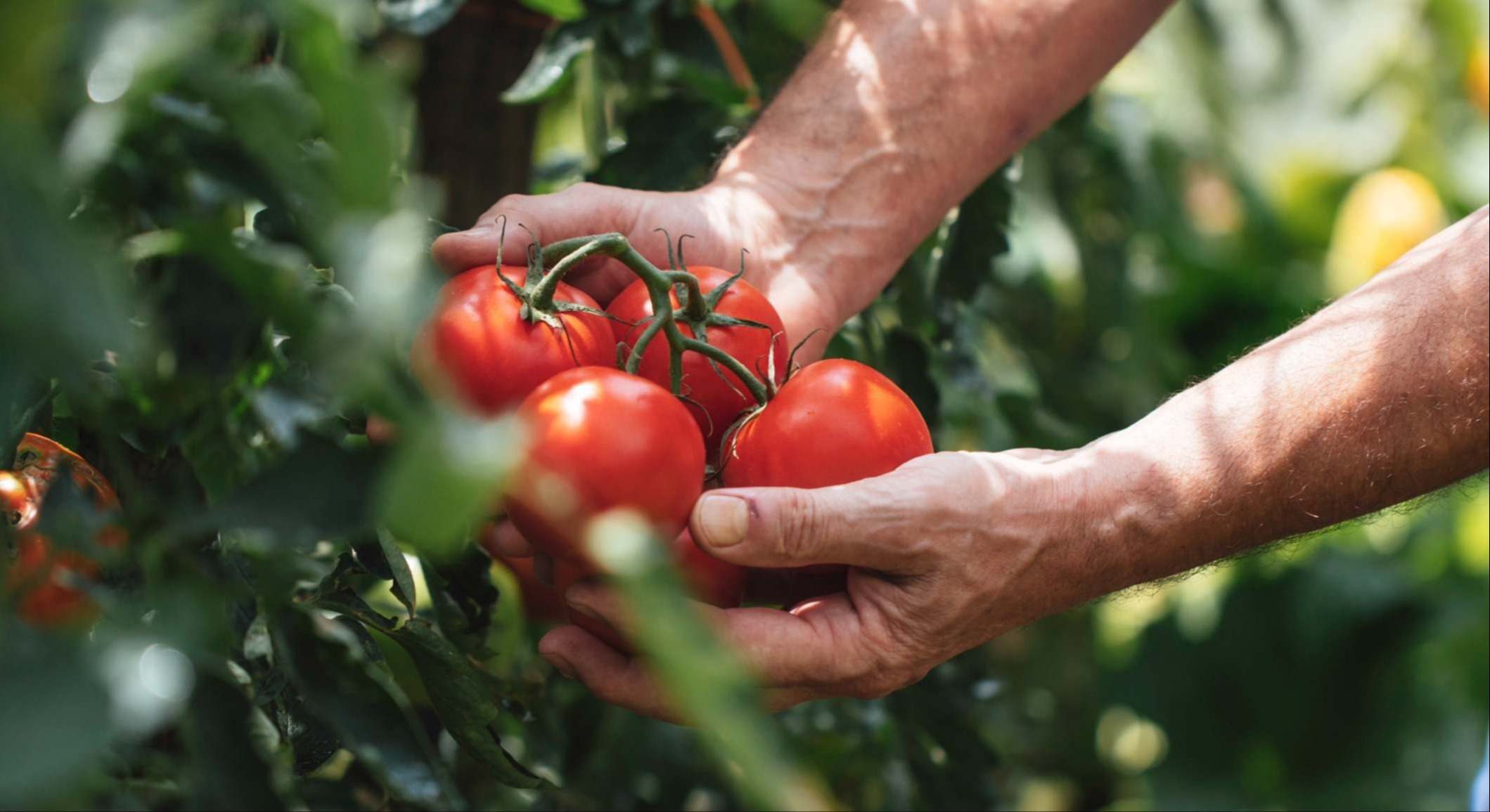 tomates