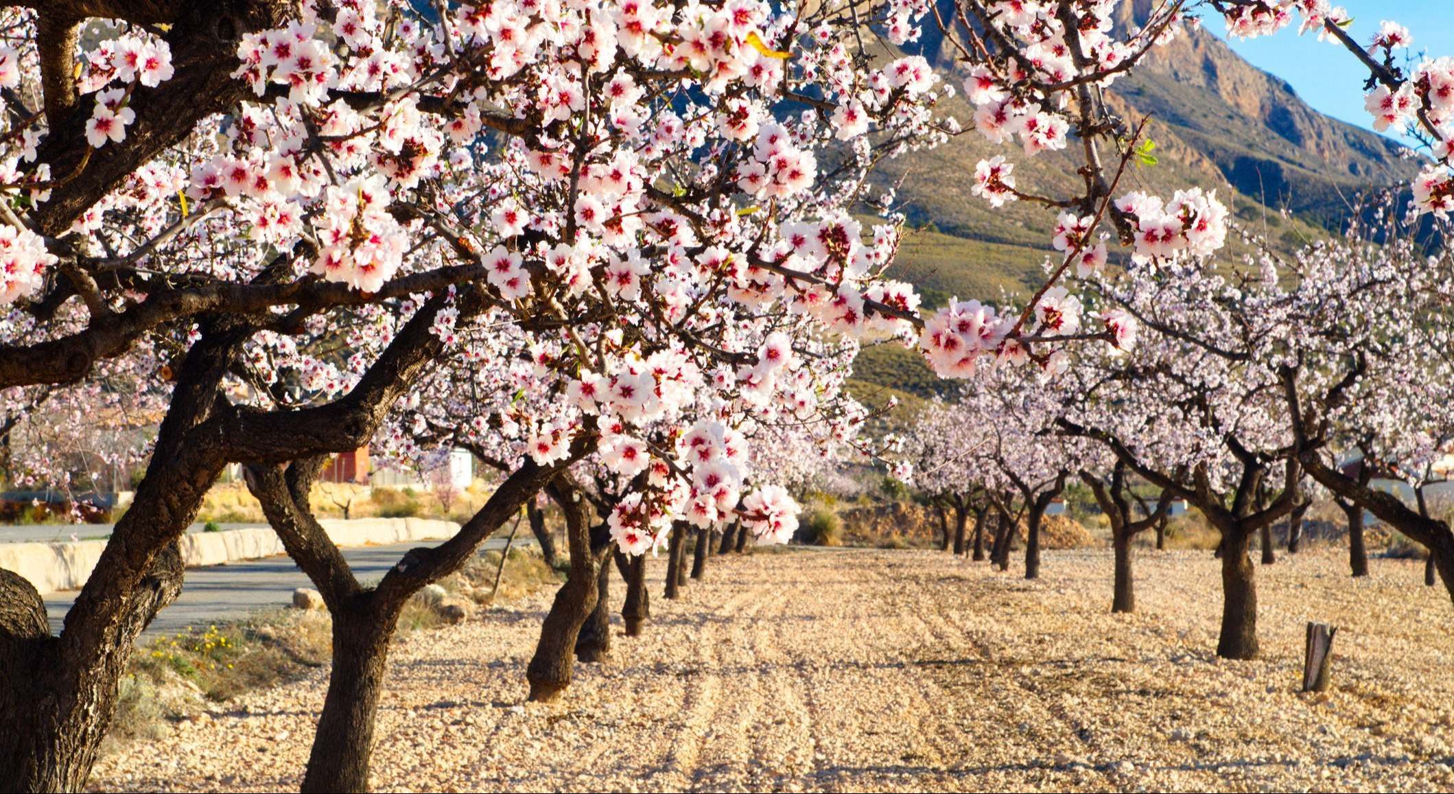 Almendros en flor