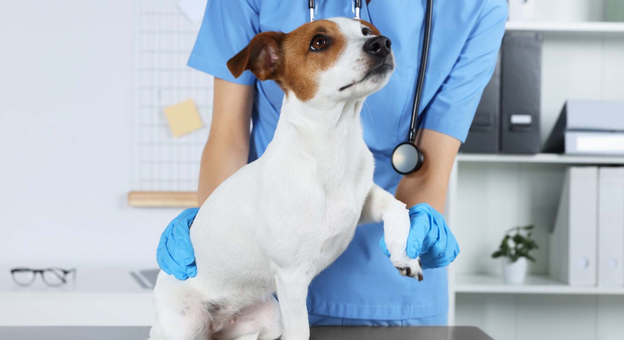 Perro en una cita del veterinario. / Foto: iStock
