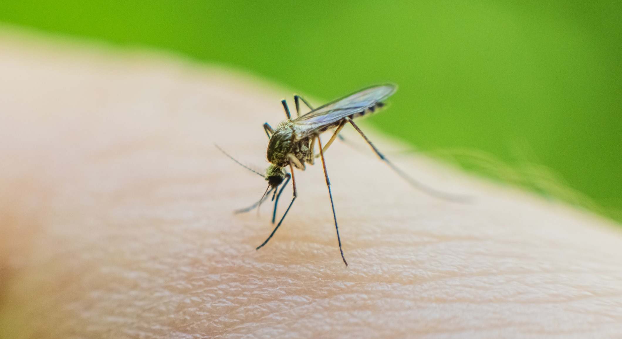 Mosquito