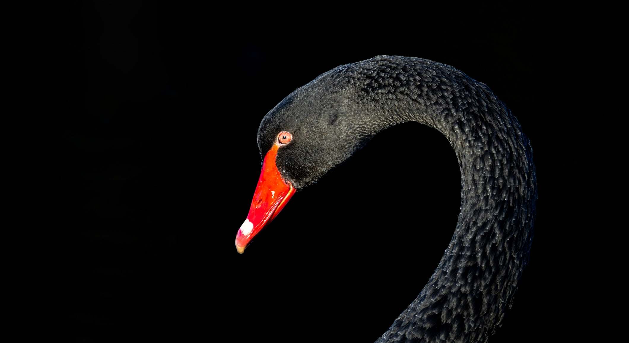 Cisne negro