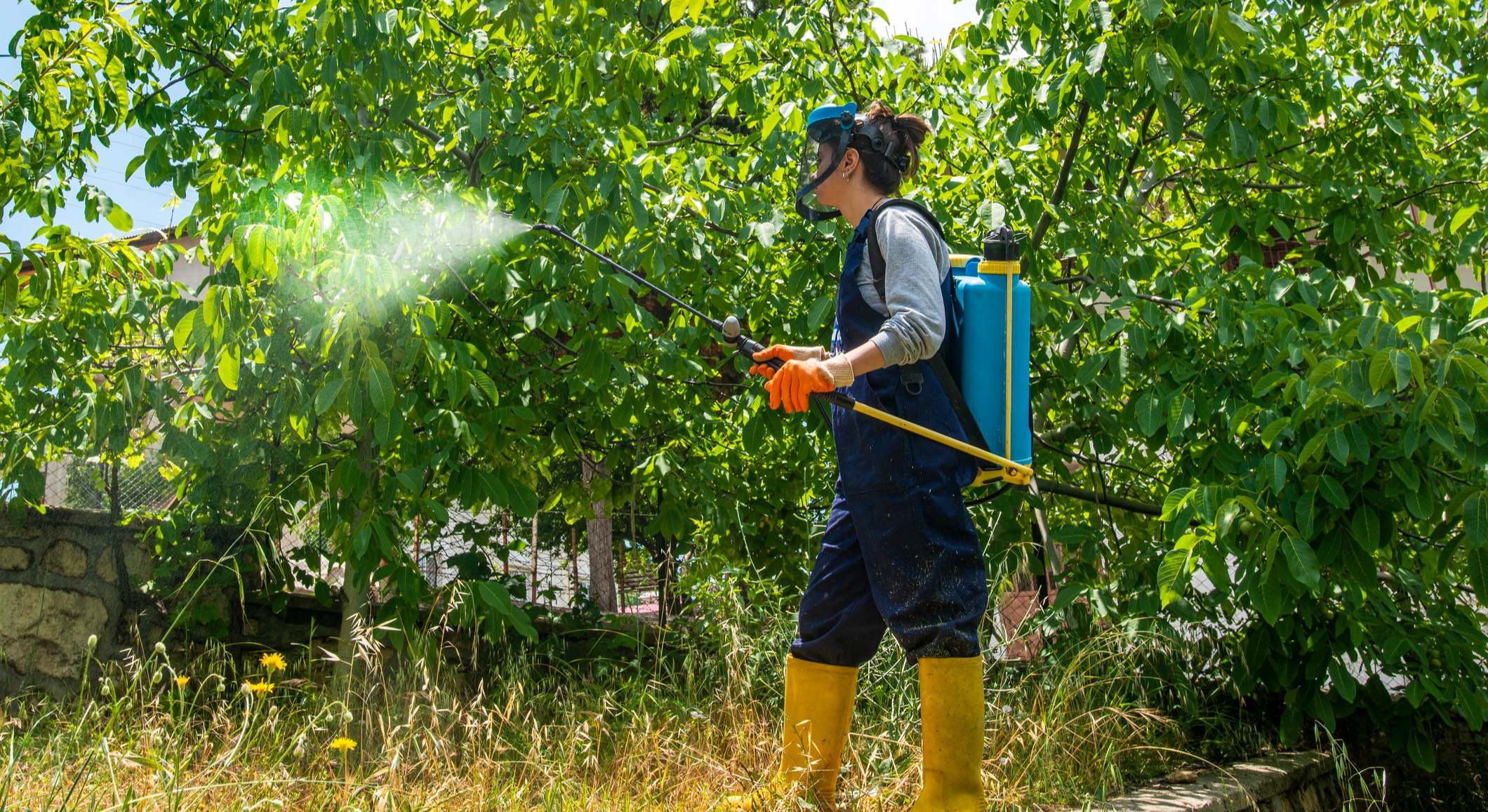 Una mujer aplica fungicida sobre las plantas del jardín. / Foto: iStock