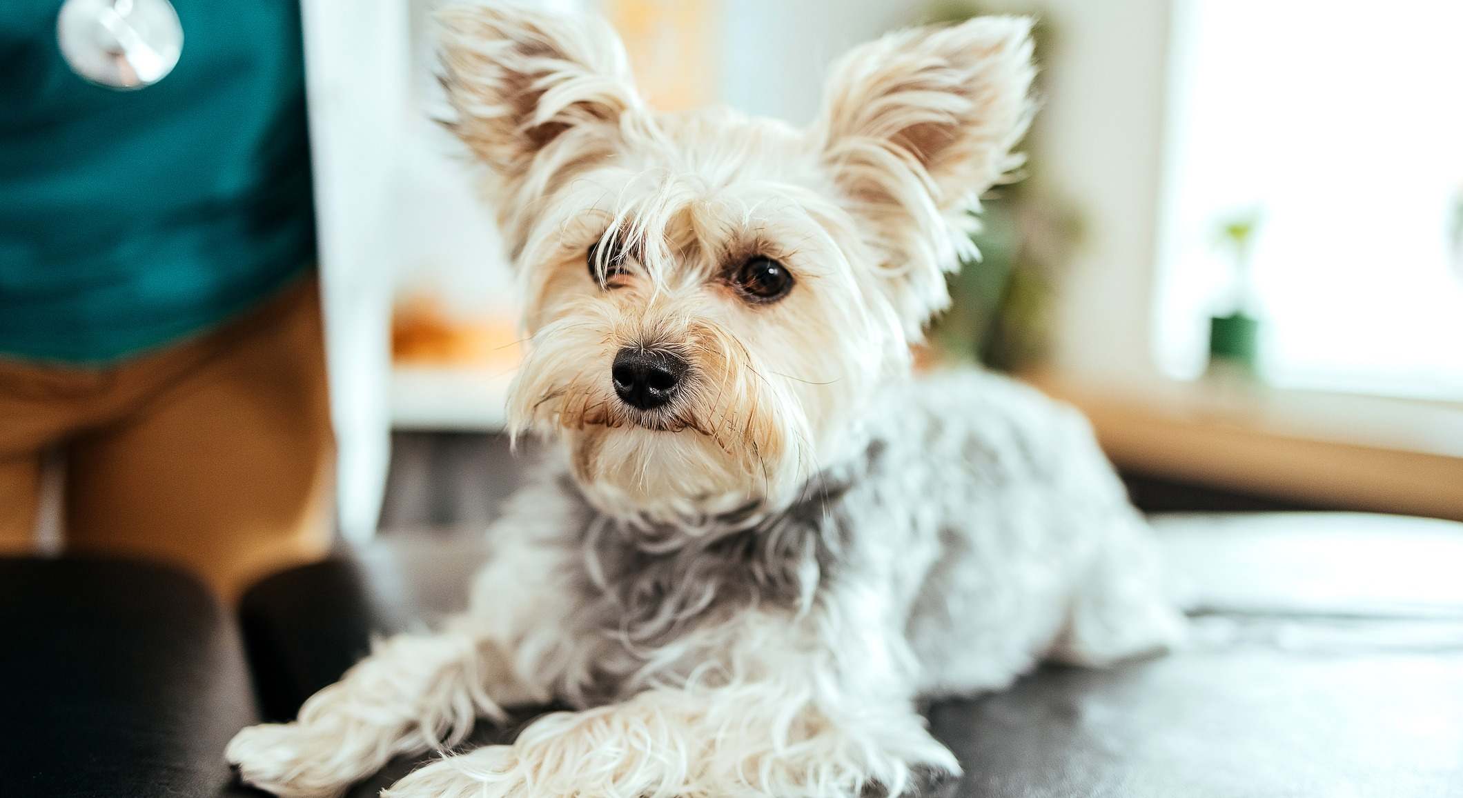 Perro pequeño