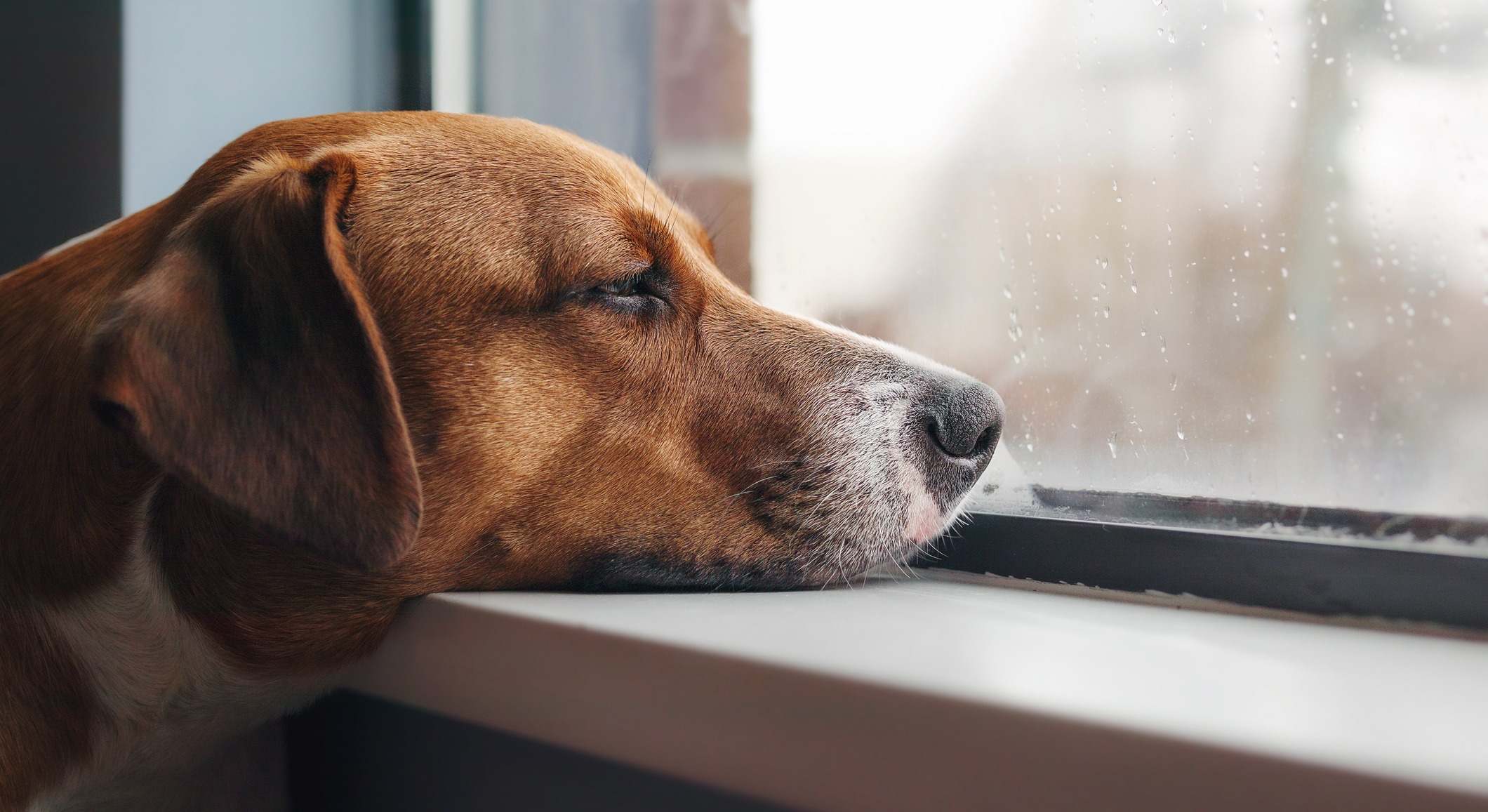 Un perro con expresión triste y solo, con estrés por separación, mirando por la ventana. / Foto: iStock