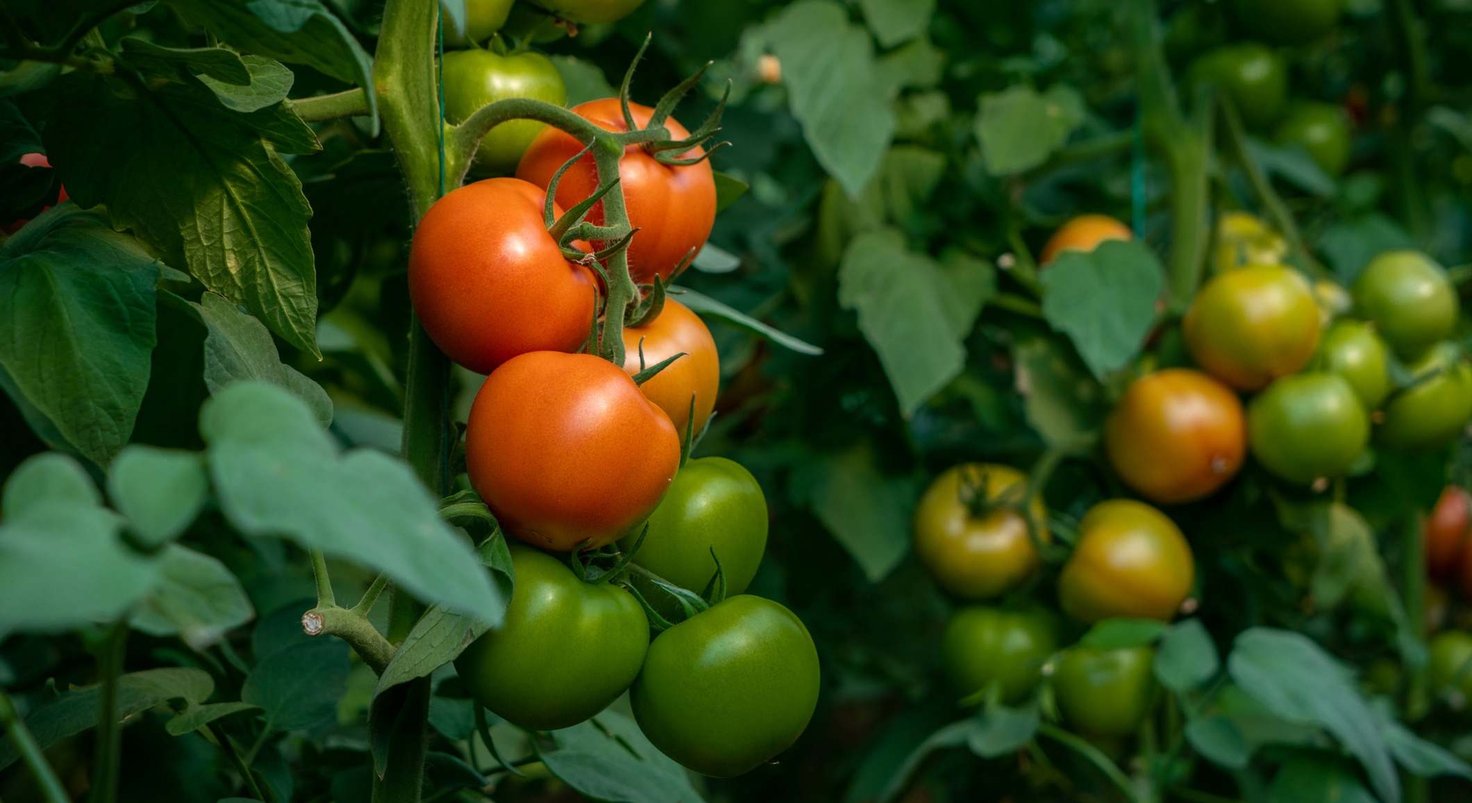 Tomates verdes y rojos
