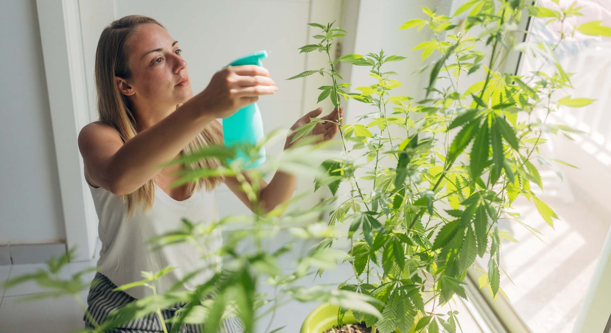Plantas de marihuana en casa