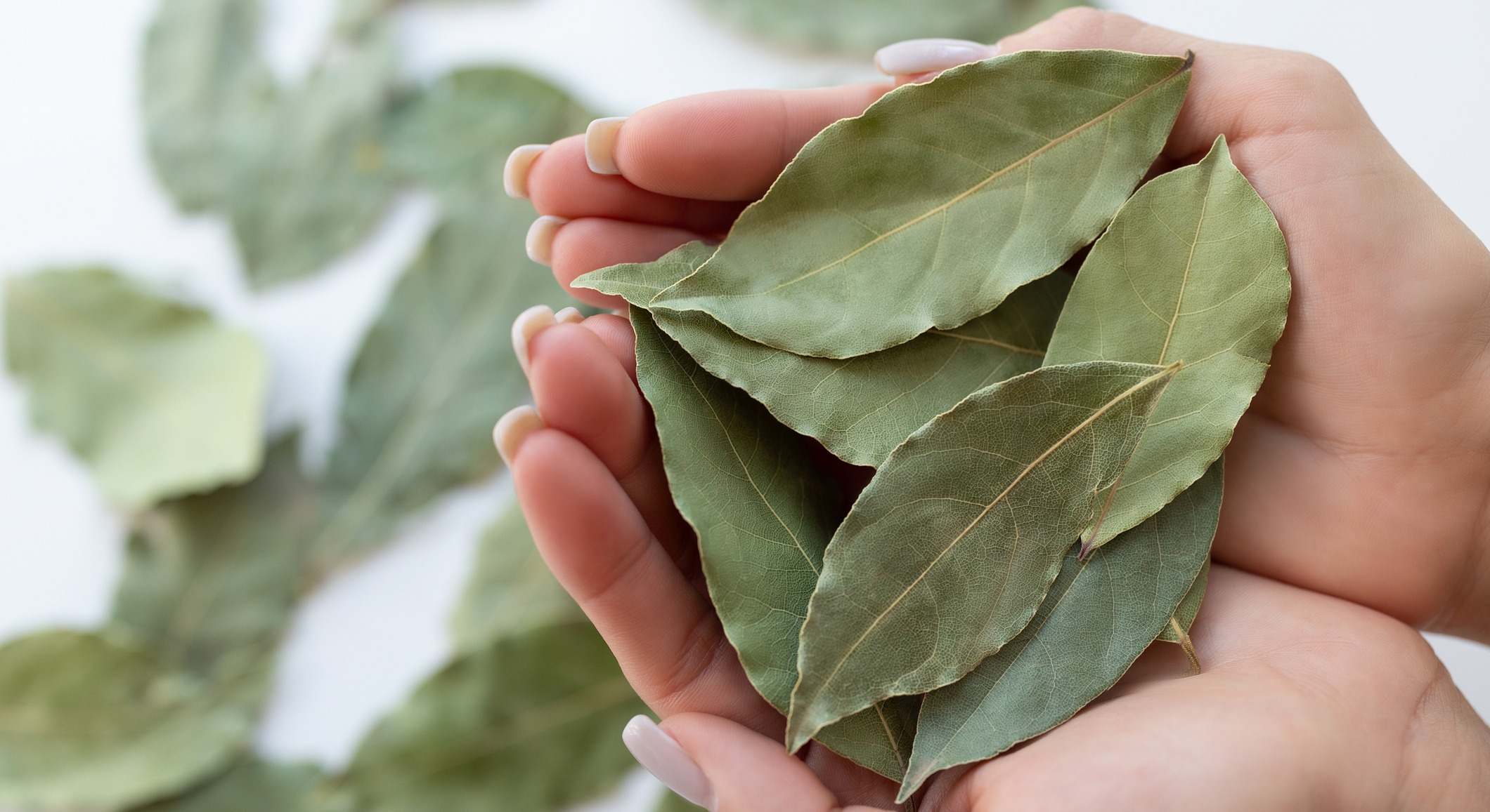 Hojas de laurel