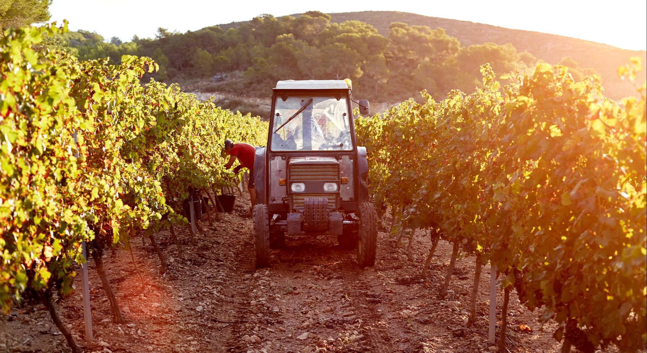 Tractor entre las viñas durante la vendimia