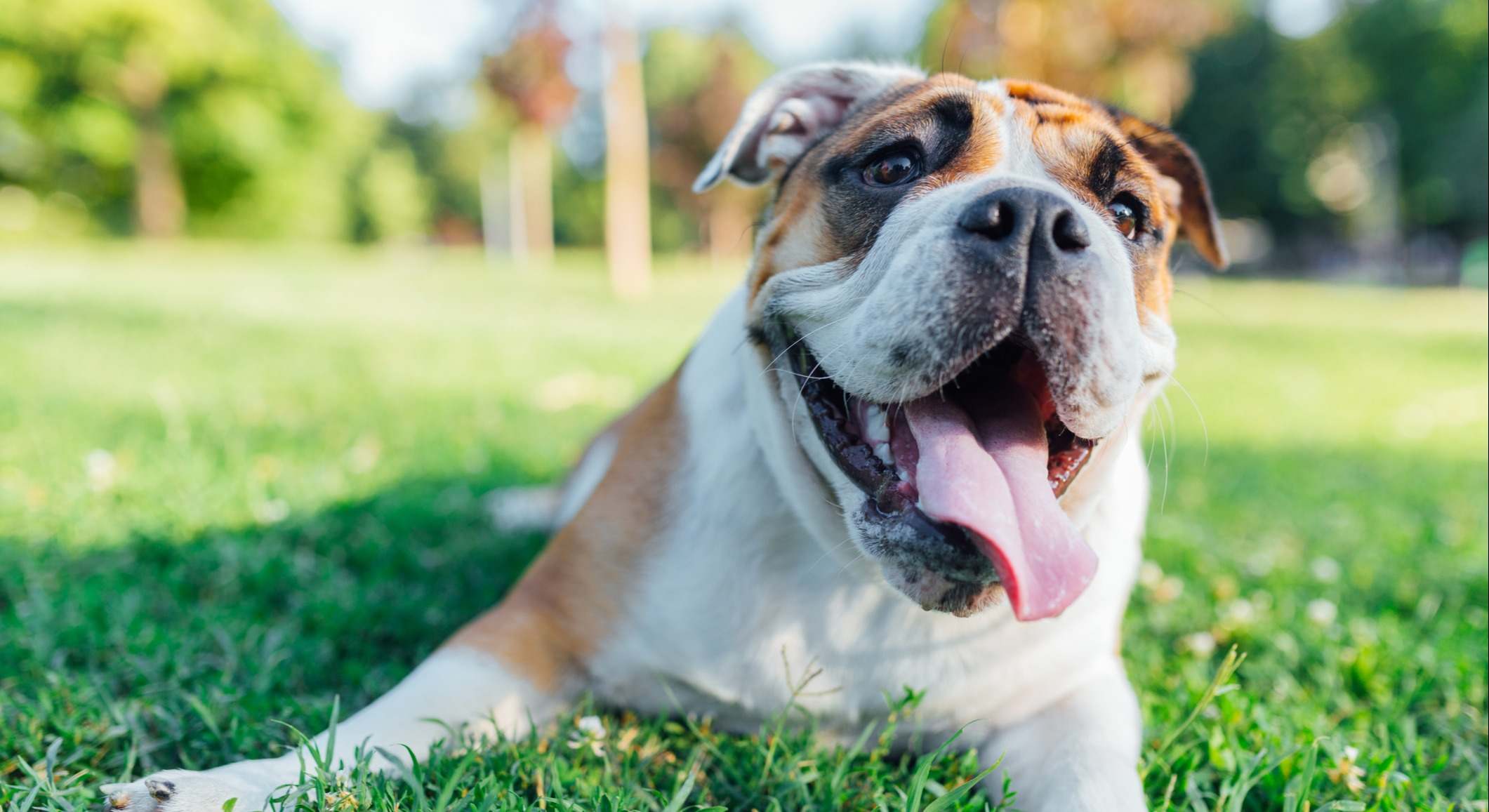 Imagen de un perro de la raza Bulldog inglés. / Foto: iStock