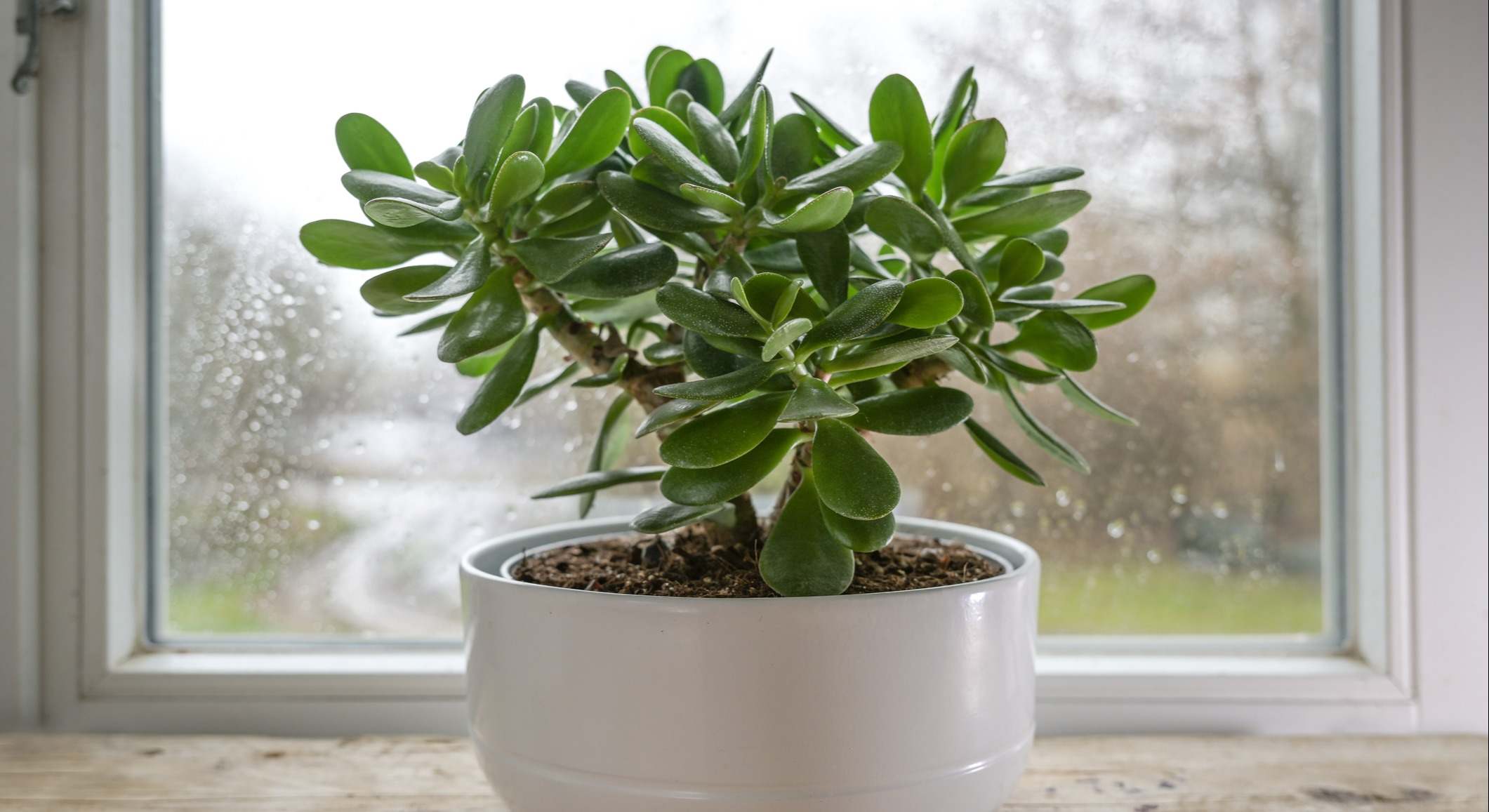 árbol de jade