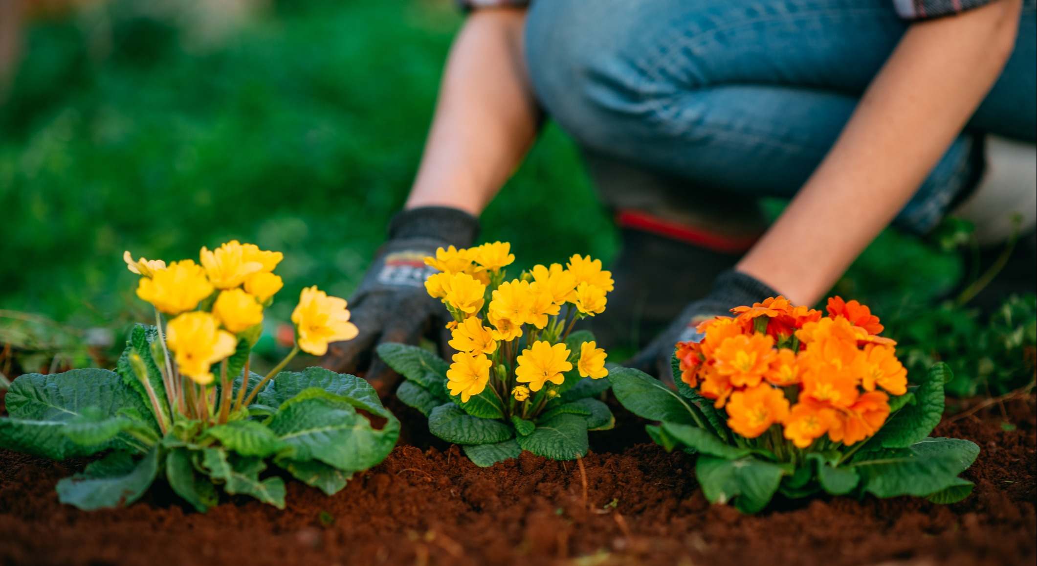 Mujer plantando flores coloridas en su jardín
