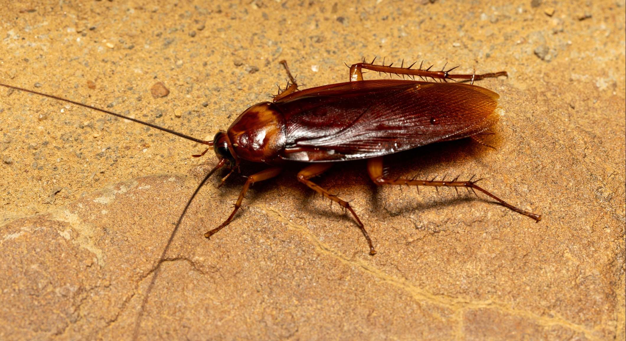 Cucaracha en la cocina. / Foto: iStock
