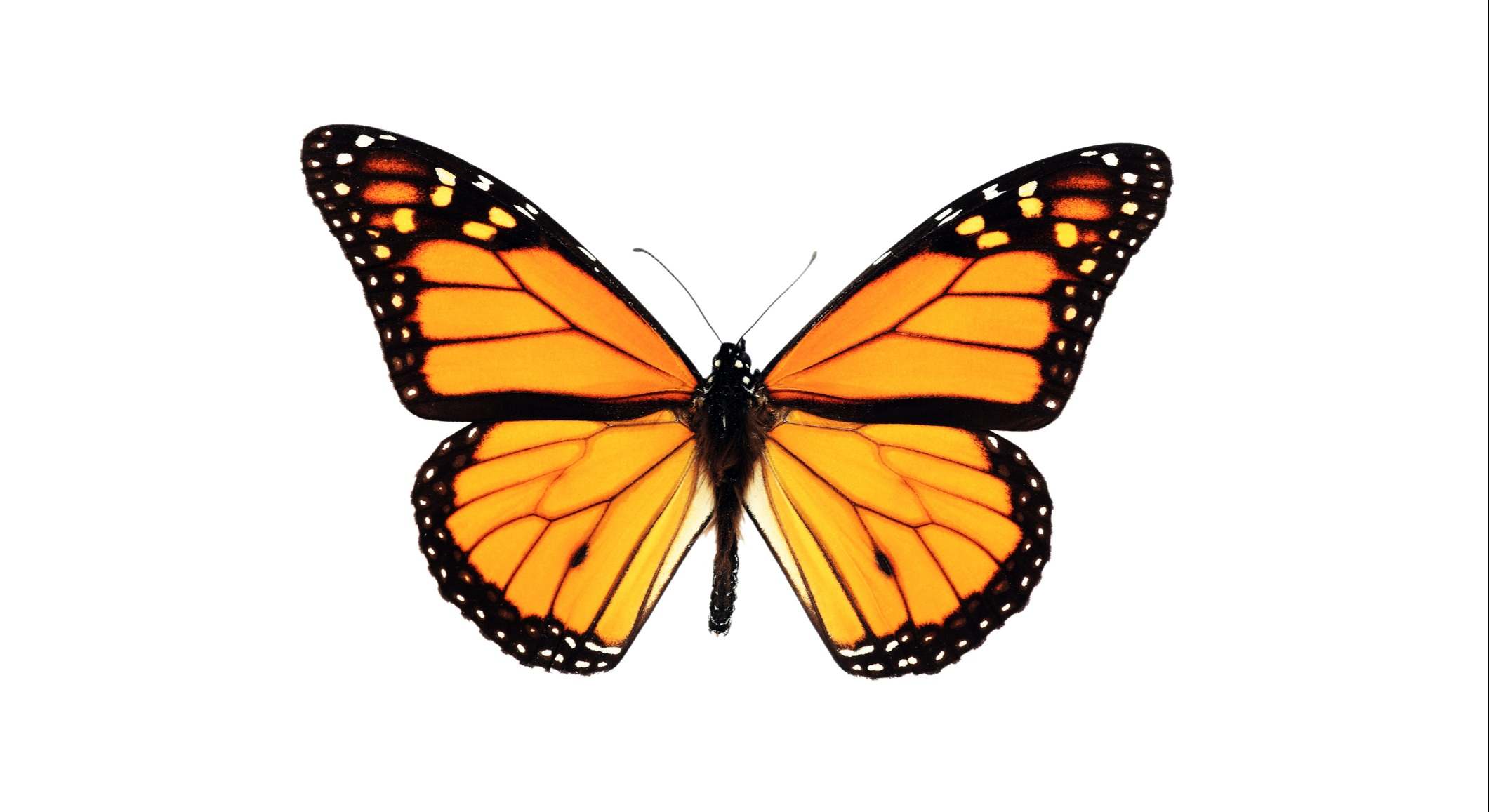 Mariposas