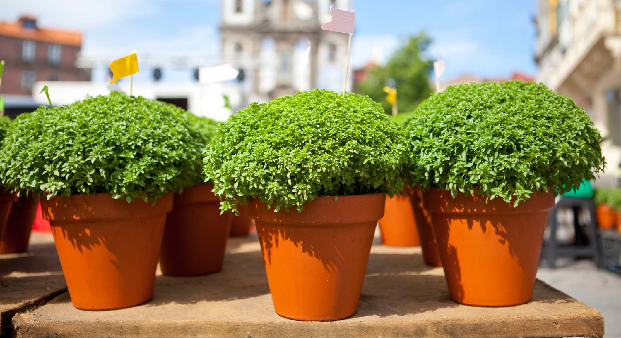 Albahaca