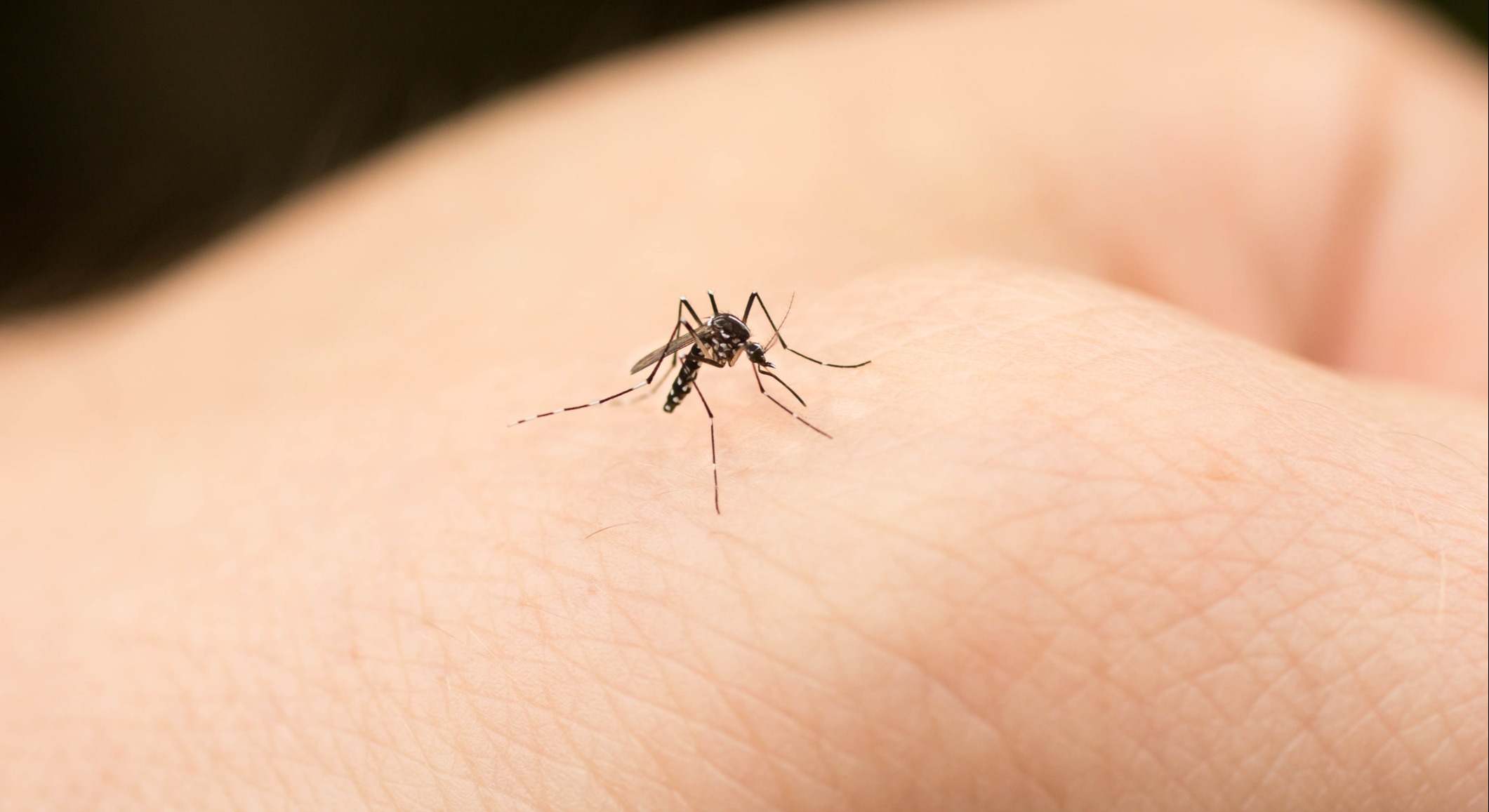 Mosquito posado sobre la mano de una persona