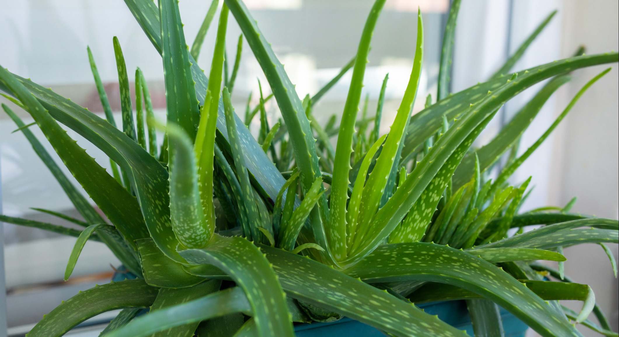 Planta de Aloe Vera