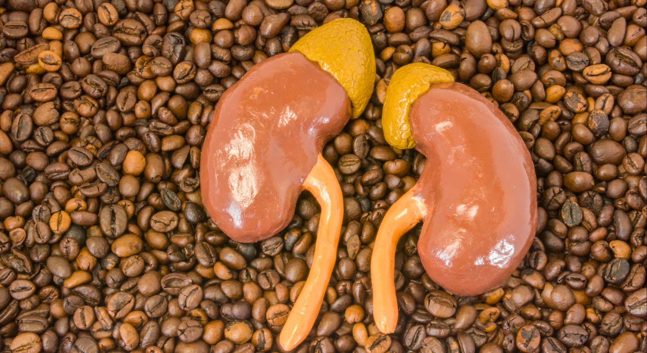 Modelo anatómico de los riñones con las glándulas suprarrenales se encuentra en granos de café asados dispersos