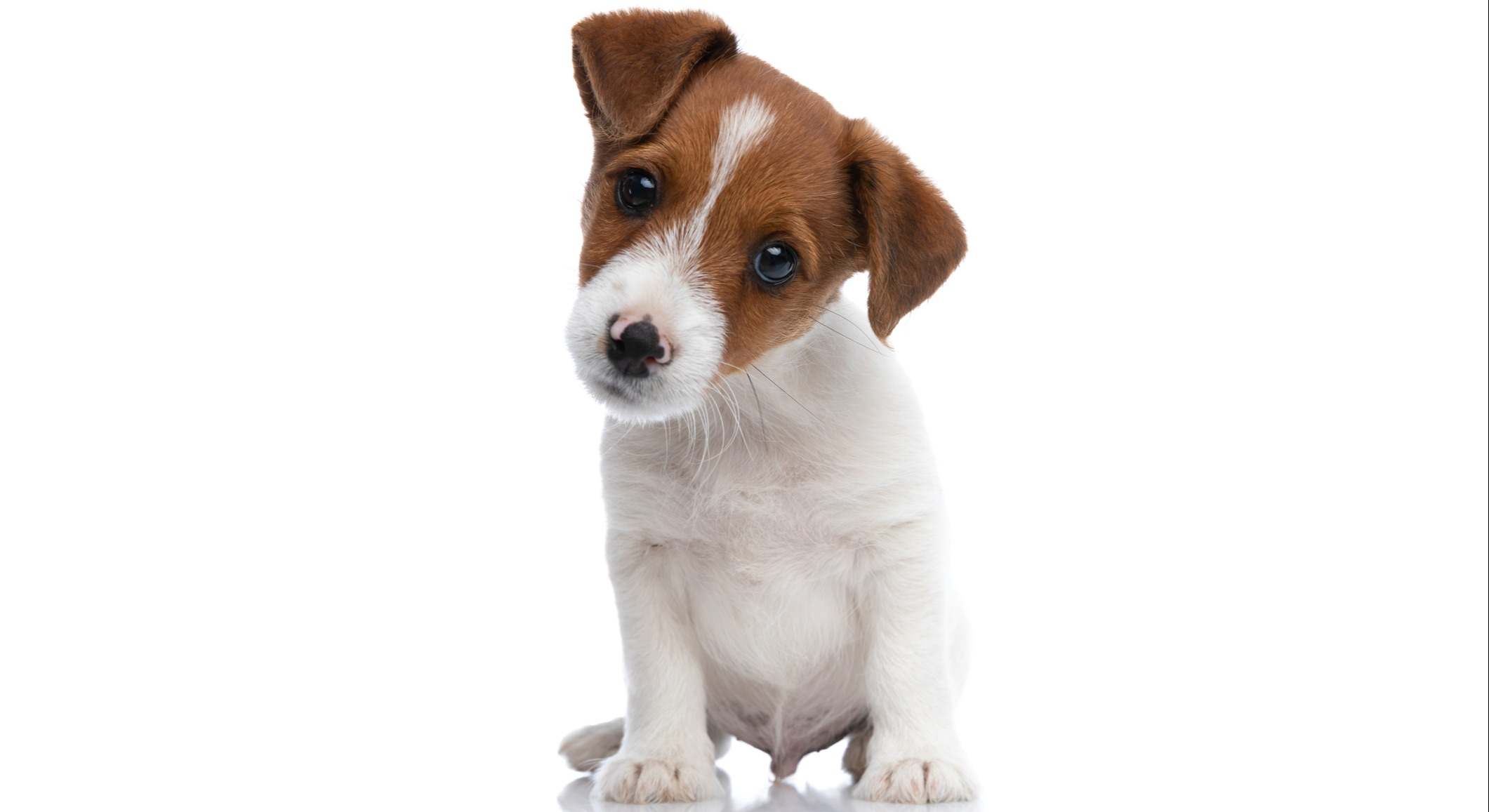 Perro cachorro