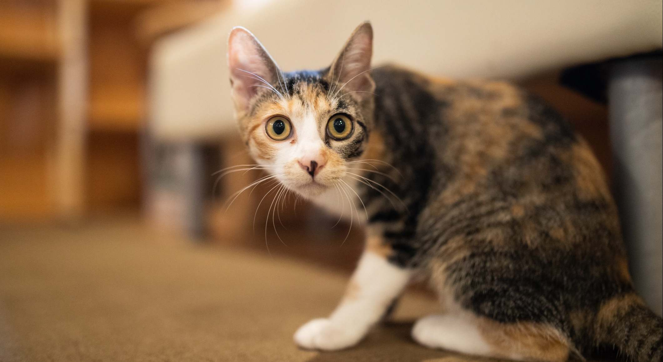 Gato asustadizo. / Foto: iStock