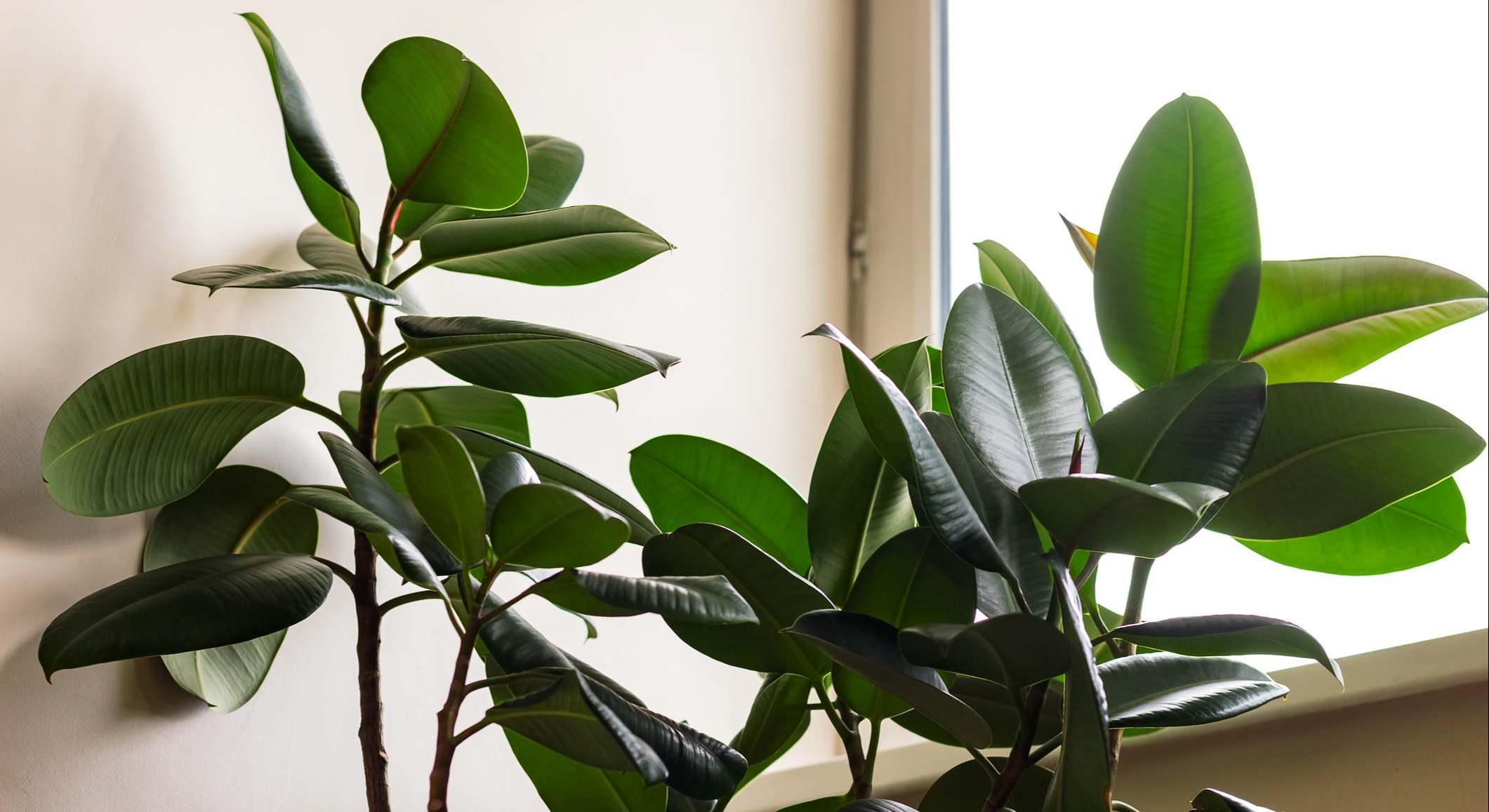 Ejemplar de planta ficus. / Foto: iStock