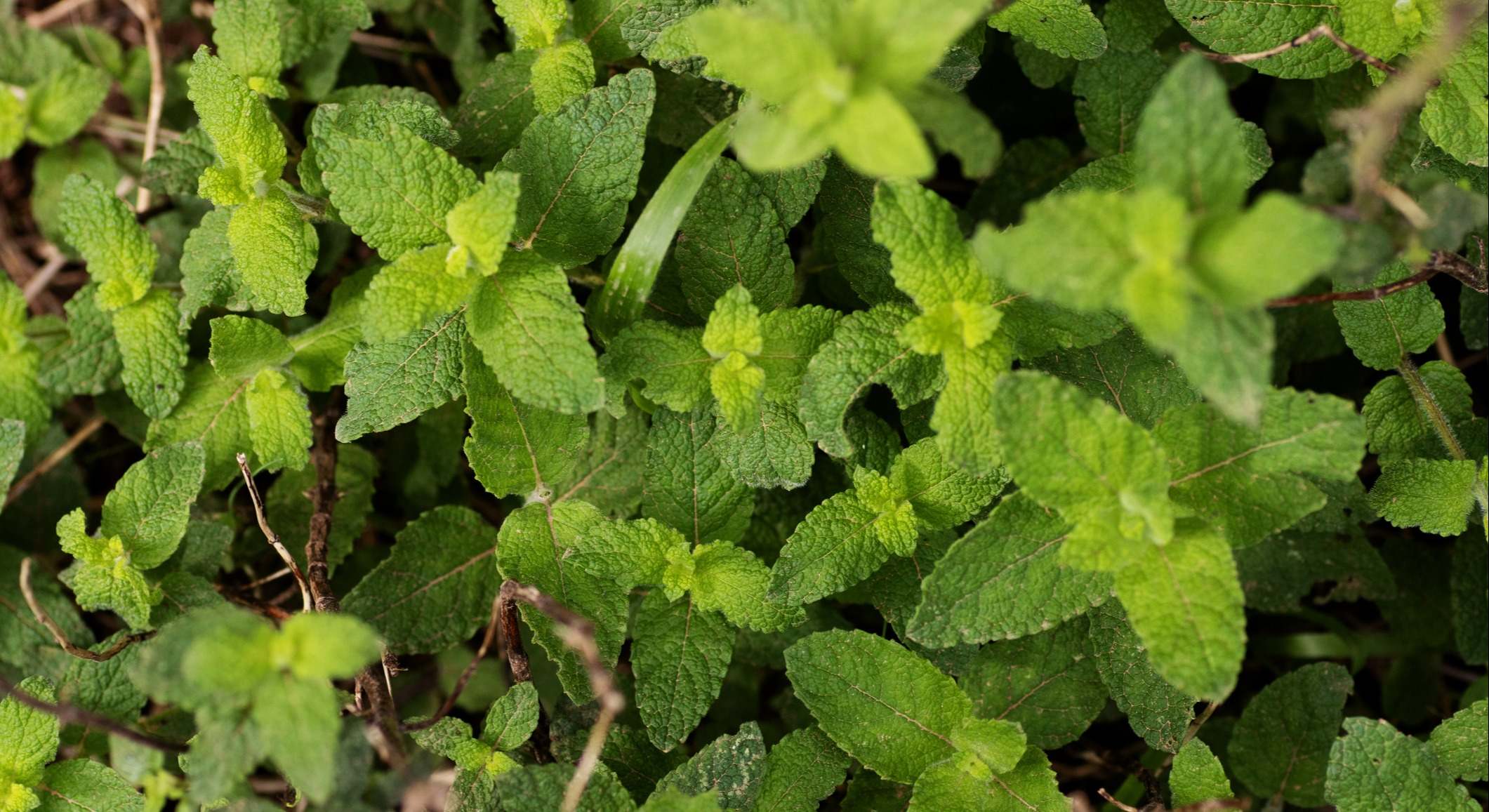 Melissa officinalis