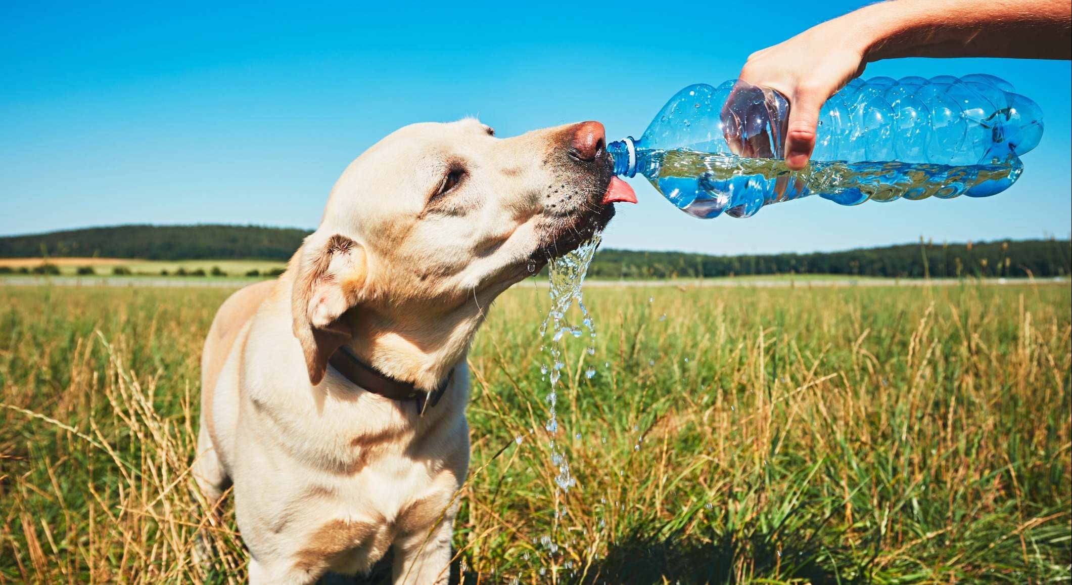 Aviso de los veterinarios de toda la población.