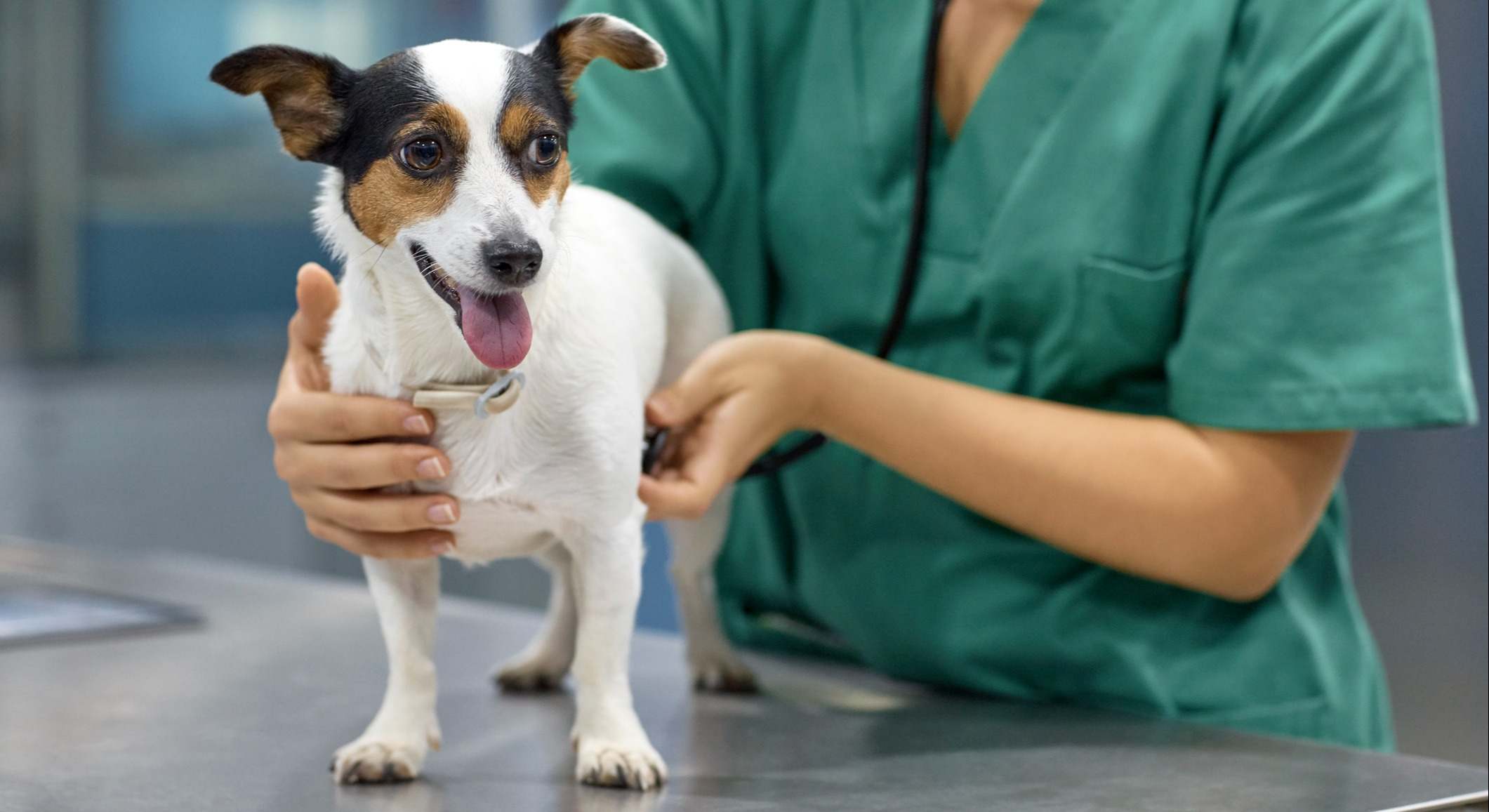 un veterinario atiende a un perro