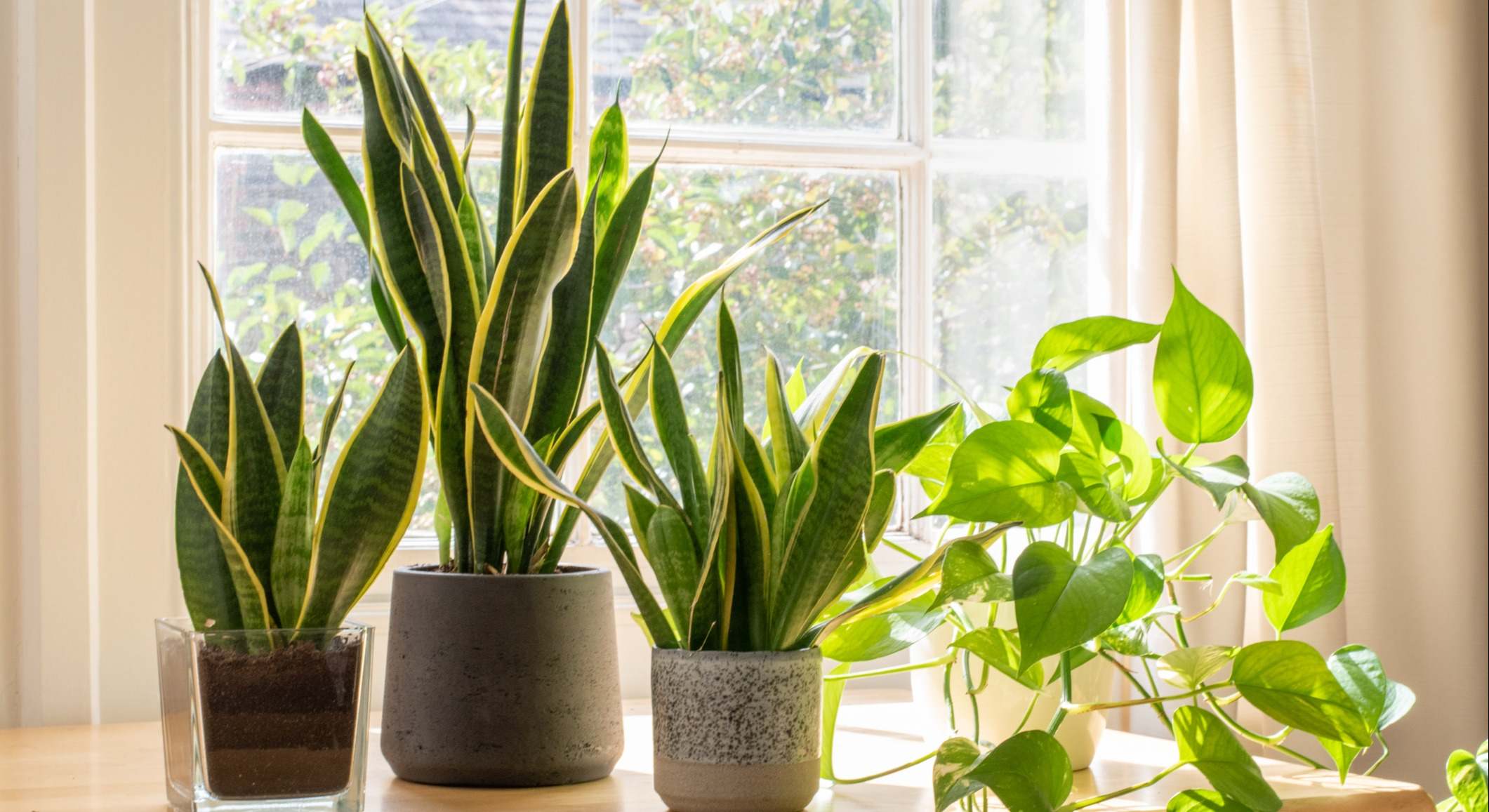 Imagen de planta serpiente