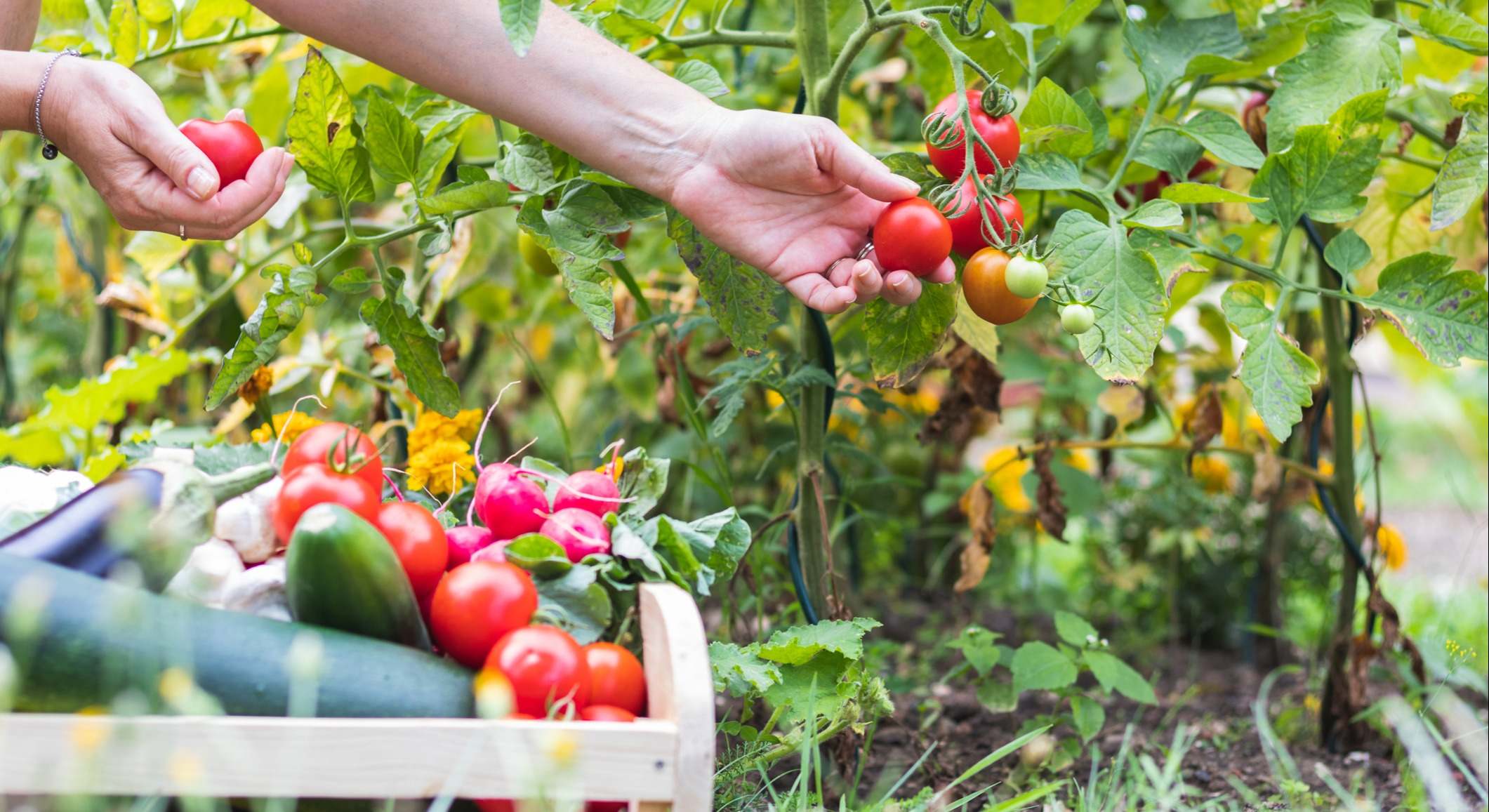Cosecha de tomates y otras verduras en el huerto durante el mes de julio. / Foto: iStock