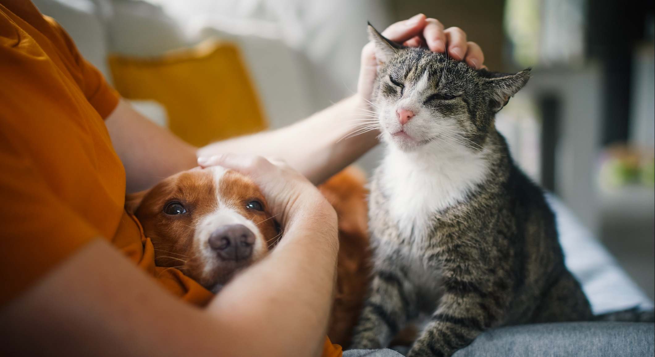 Adopción de perros y gatos. / Foto: iStock
