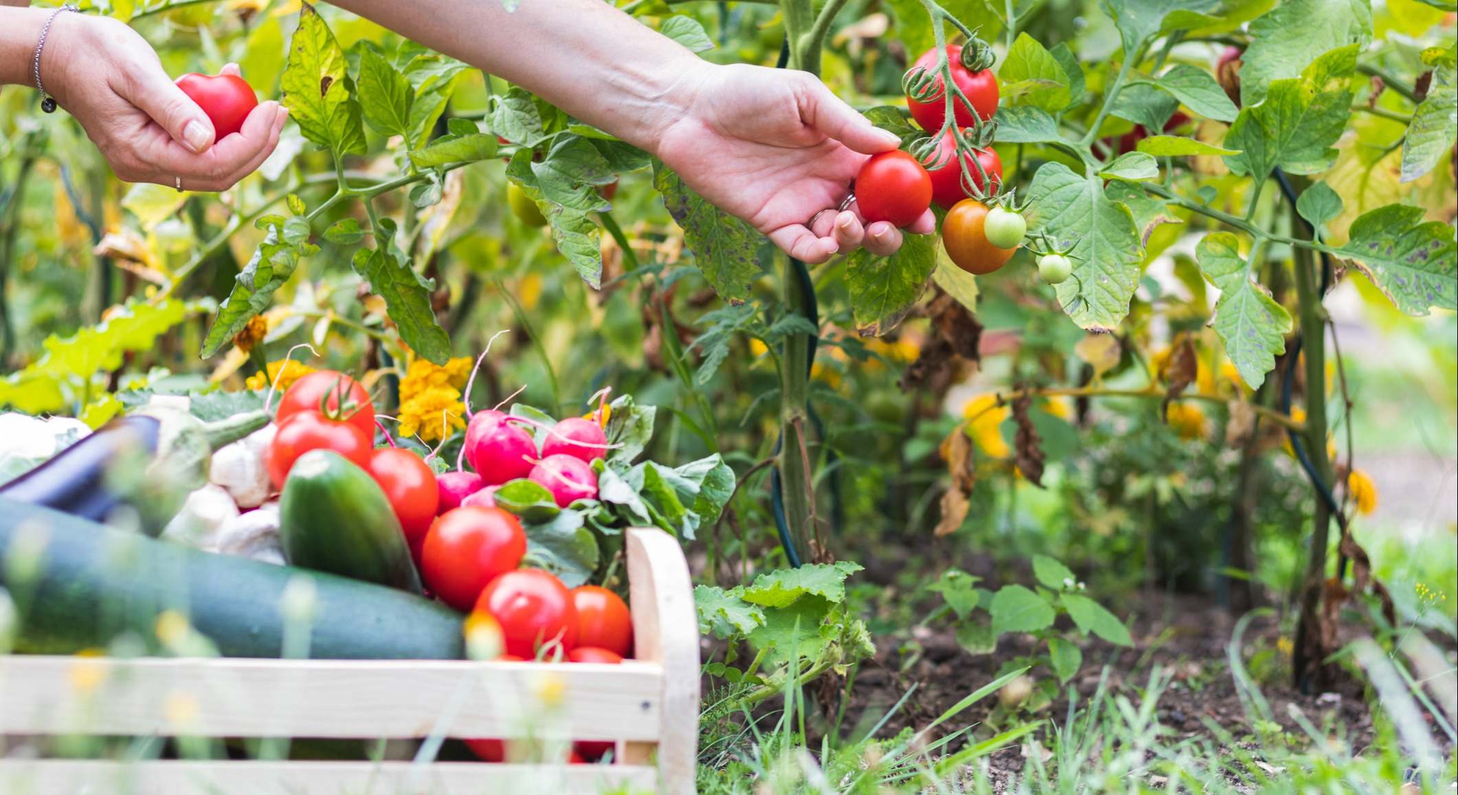 Cosecha de la huerta. / Foto: iStock