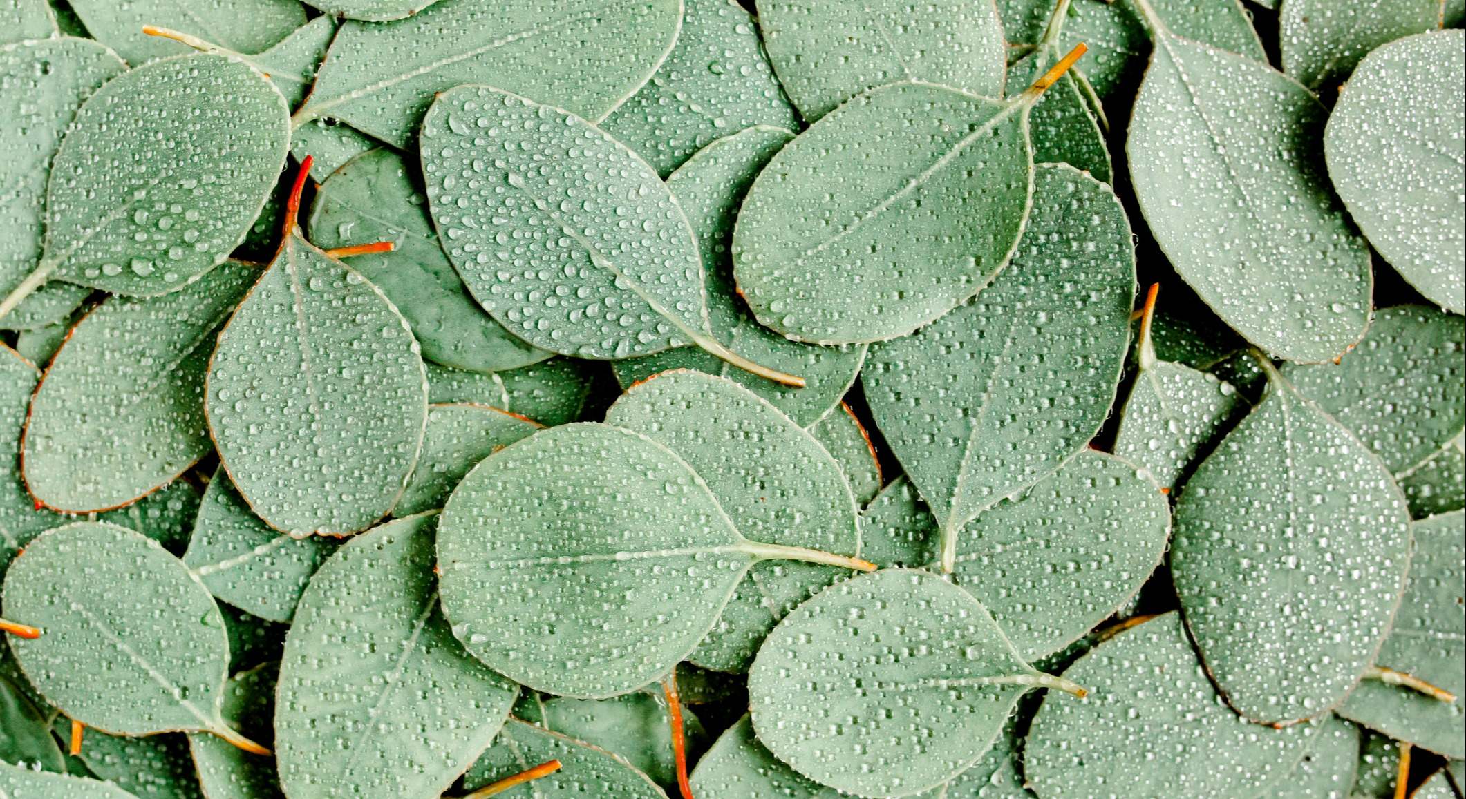 Hojas de eucalipto verde con gota de lluvia