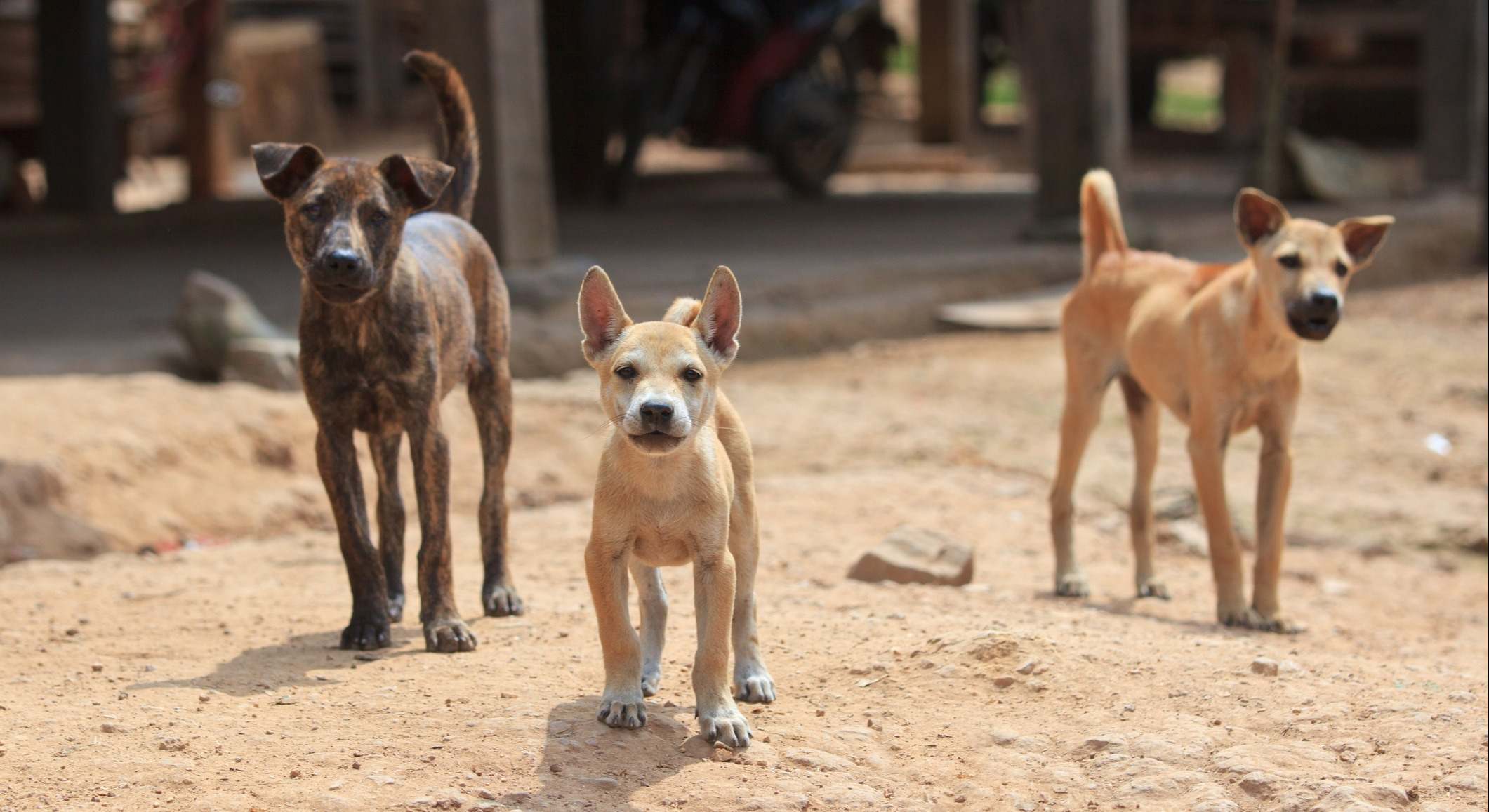 Imagen de archivo de tres perros sin correa.
