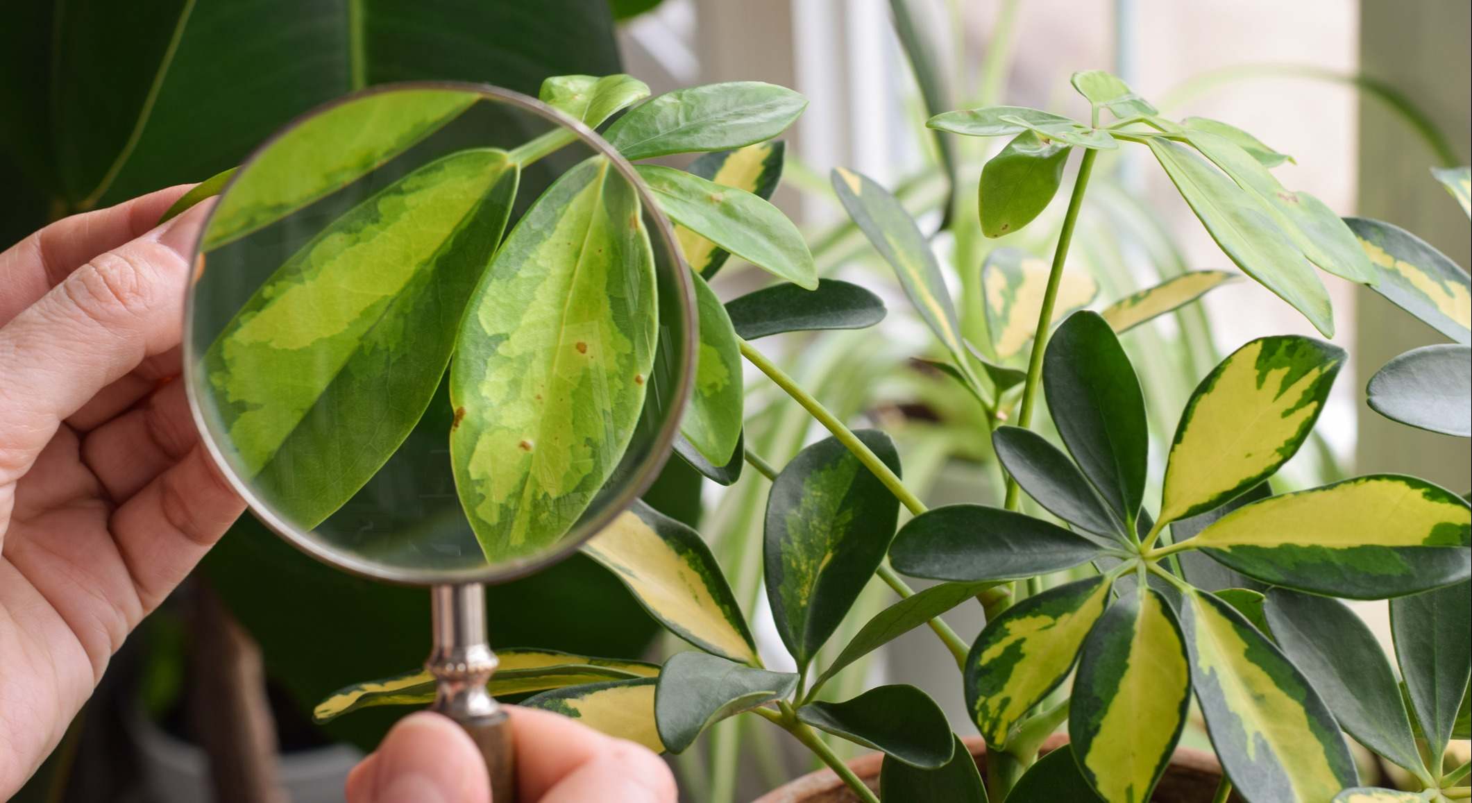 Plaga en una planta