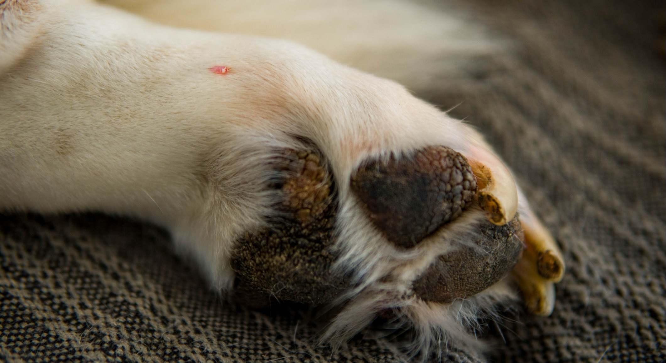 Los expertos alertan a los dueños de perros.