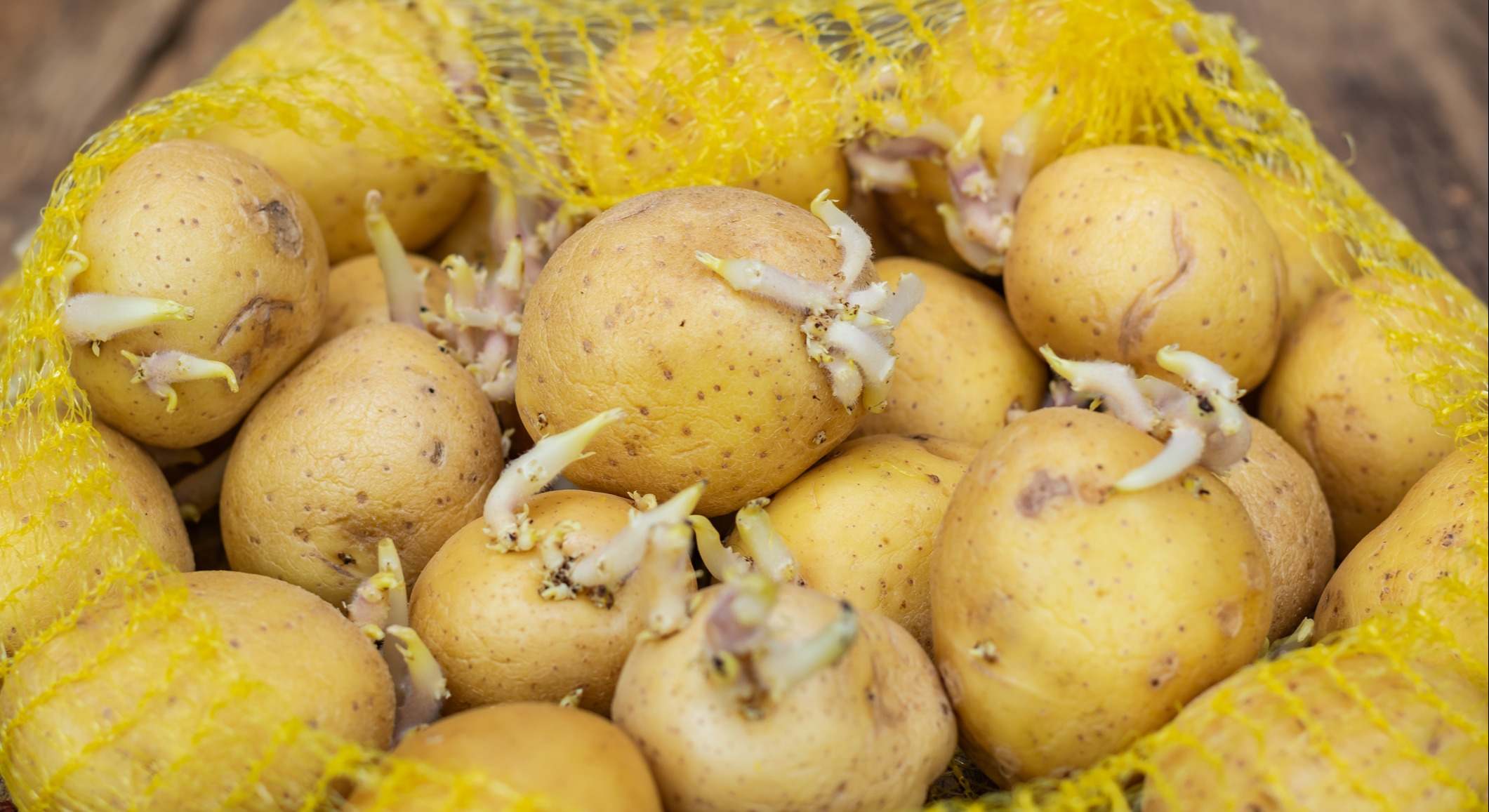 Patatas con brotes