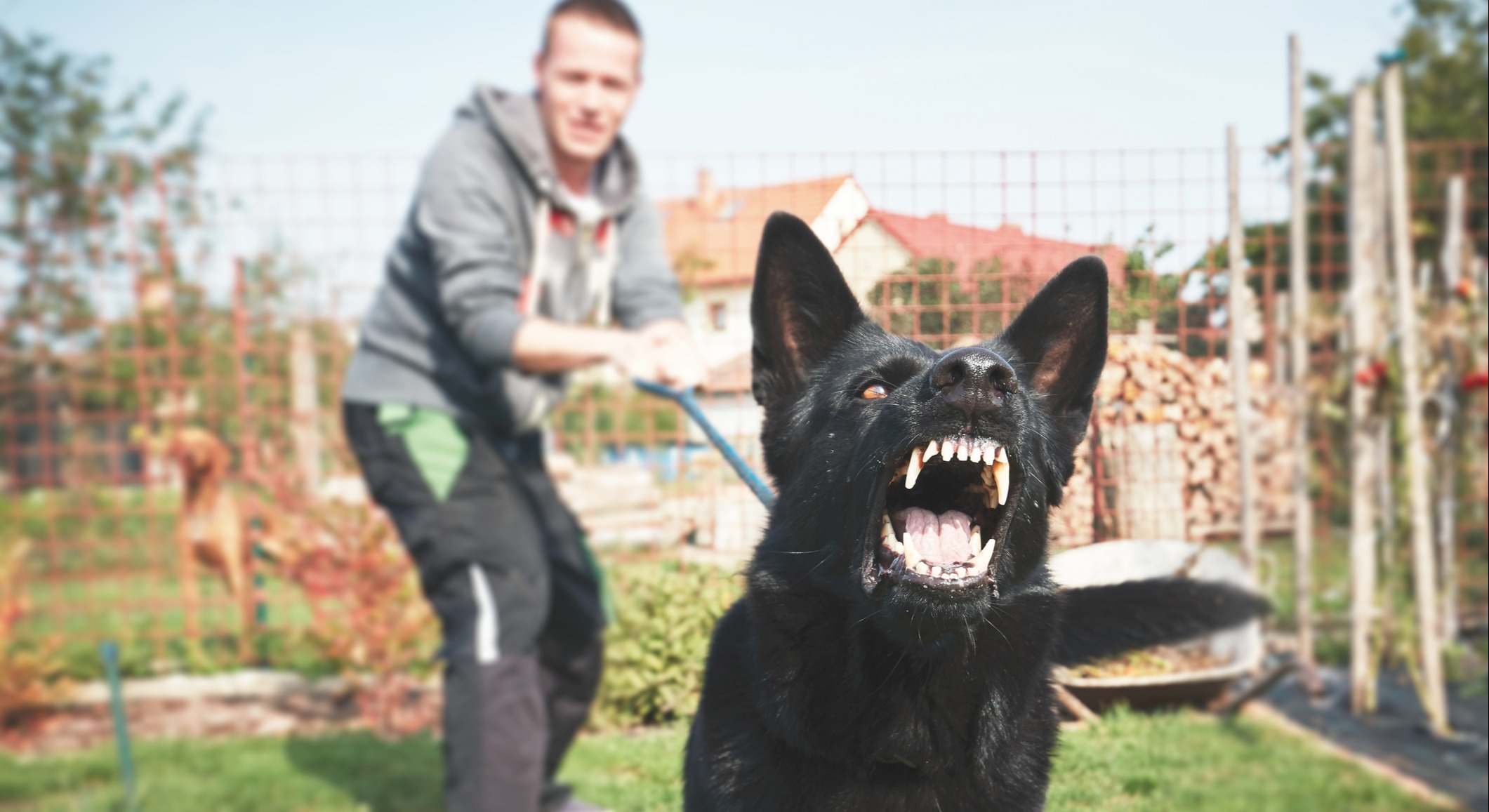 Perro agresivo siendo sujetado por una persona con una correa