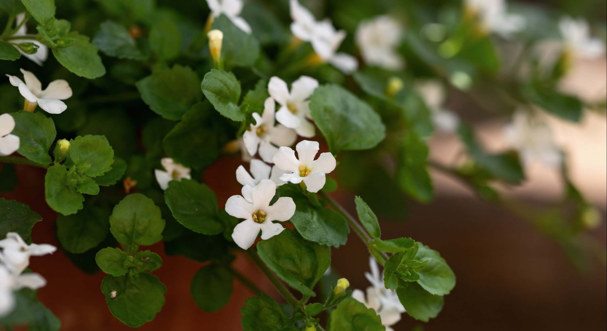 Bacopa